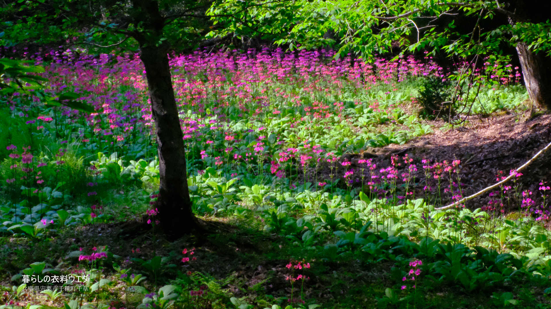 千種町クリンソウ湿原 富士フイルム FUJIFILM