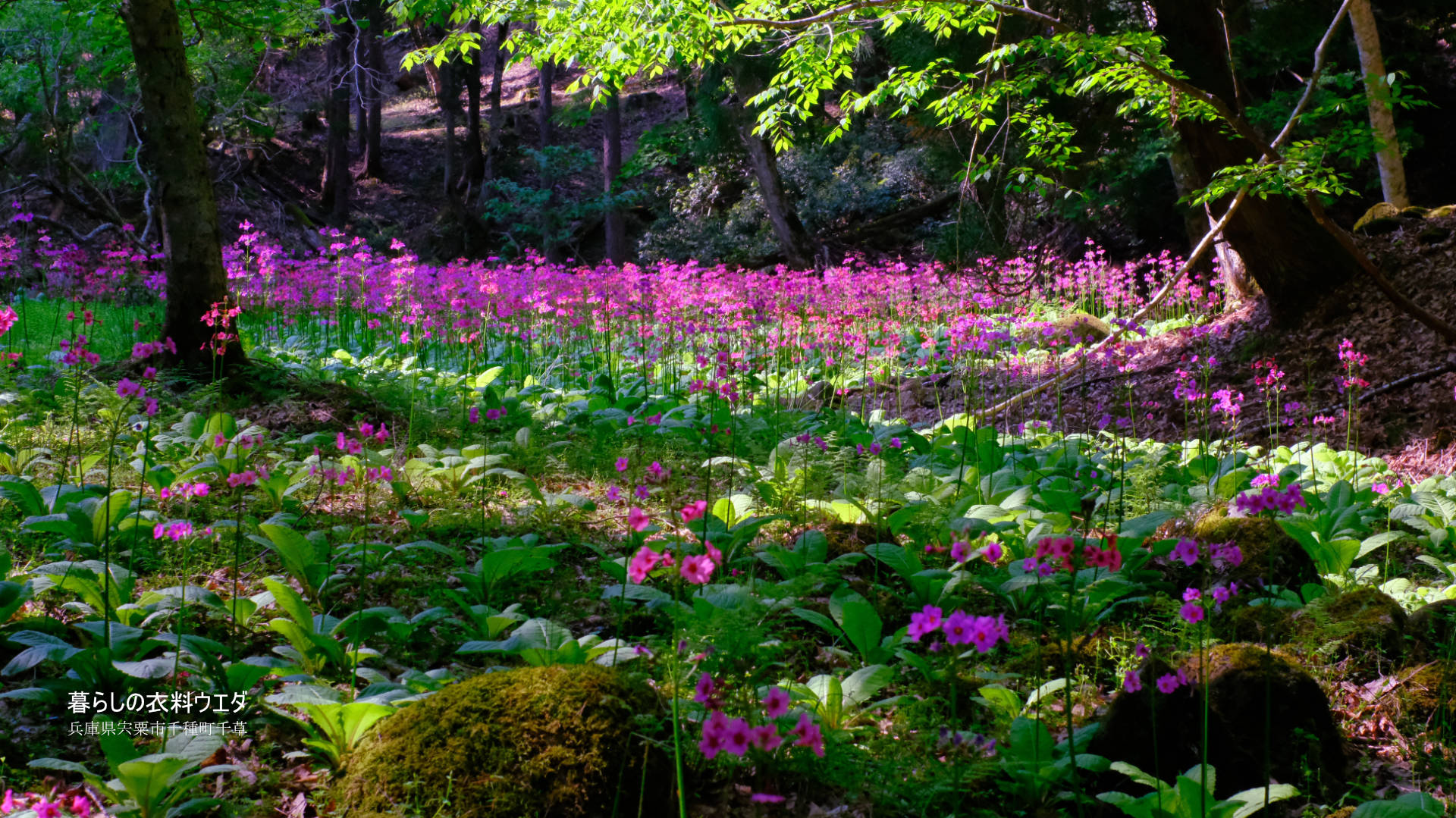 千種町クリンソウ湿原 富士フイルム FUJIFILM