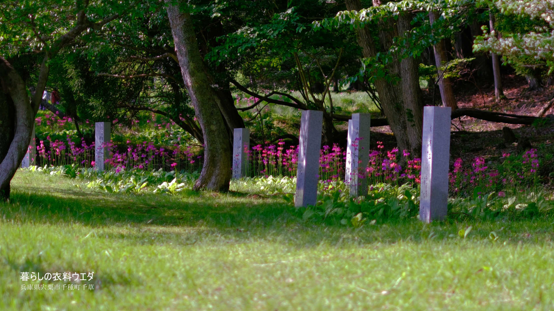 千種町クリンソウ湿原 富士フイルム FUJIFILM