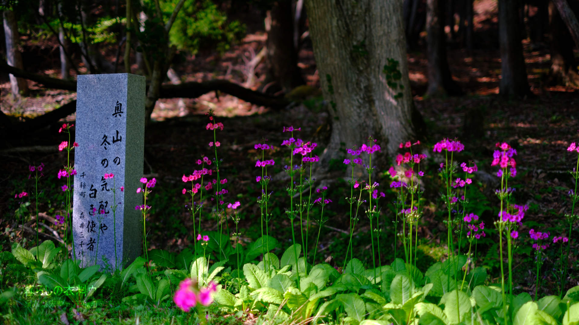 千種町クリンソウ湿原 富士フイルム FUJIFILM