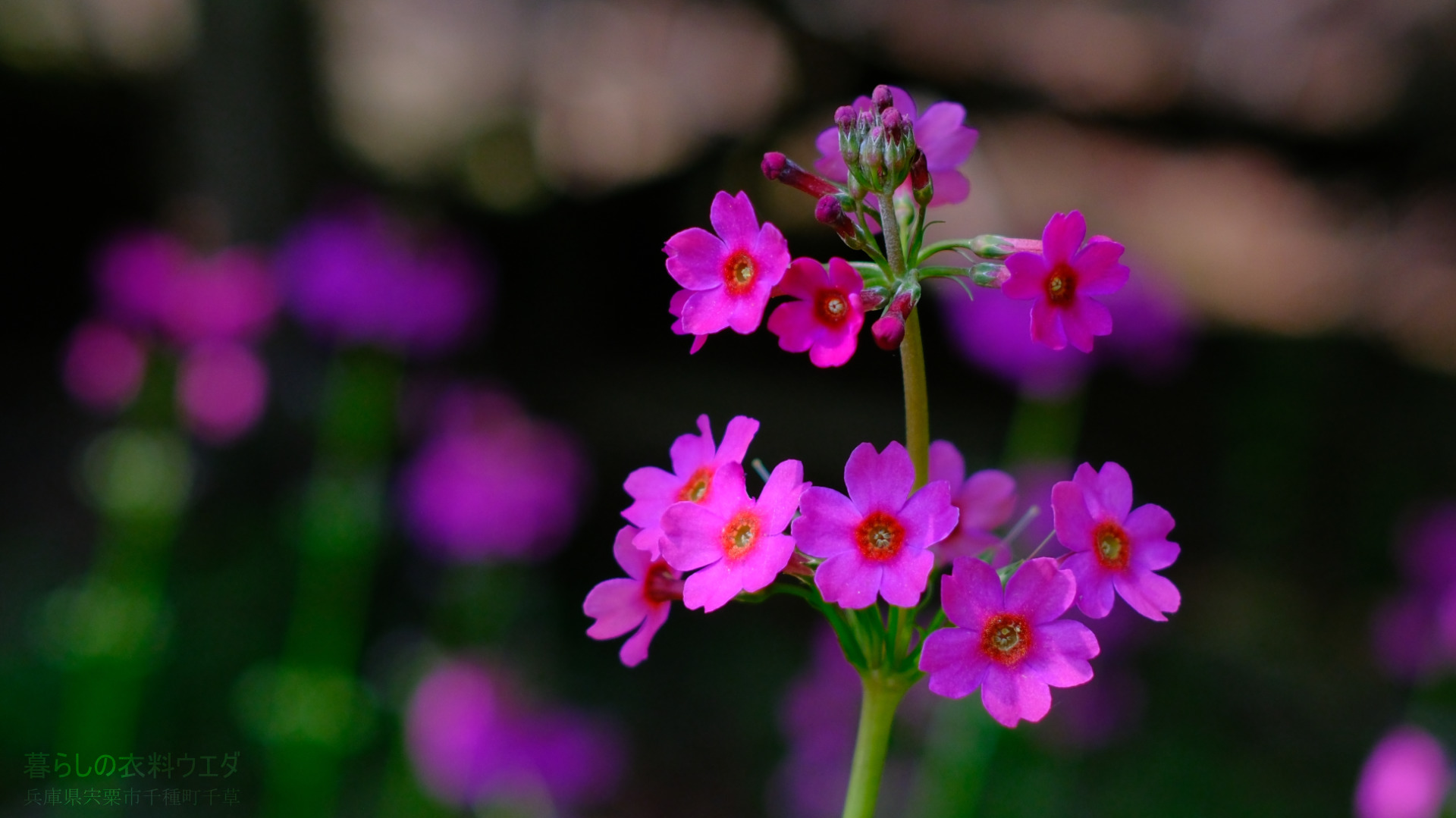 クリンソウ 兵庫県宍粟市千種町 富士フイルム/FUJIFILM