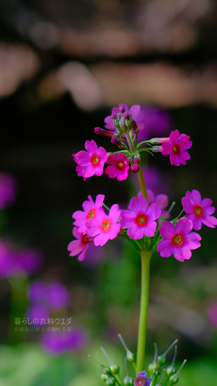クリンソウ 兵庫県宍粟市千種町 富士フイルム/FUJIFILM