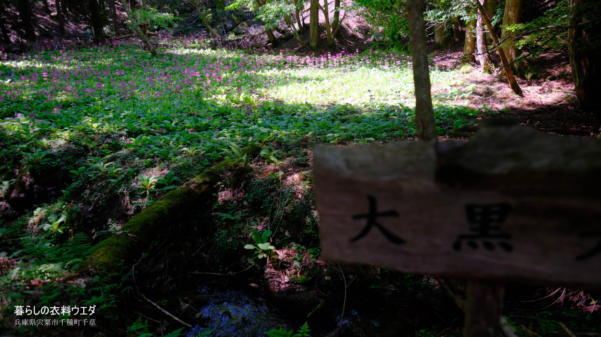 千種町クリンソウ湿原 富士フイルム FUJIFILM