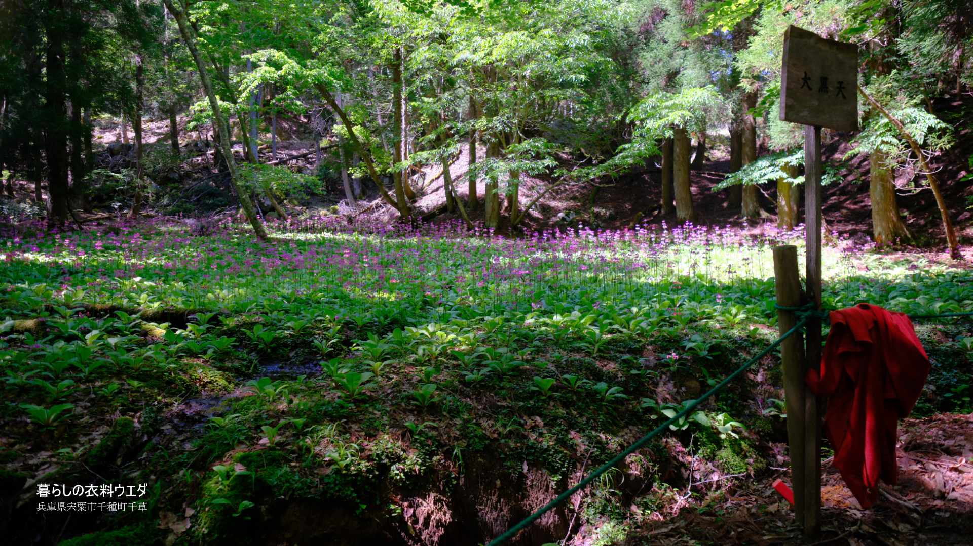 千種町クリンソウ湿原 富士フイルム FUJIFILM