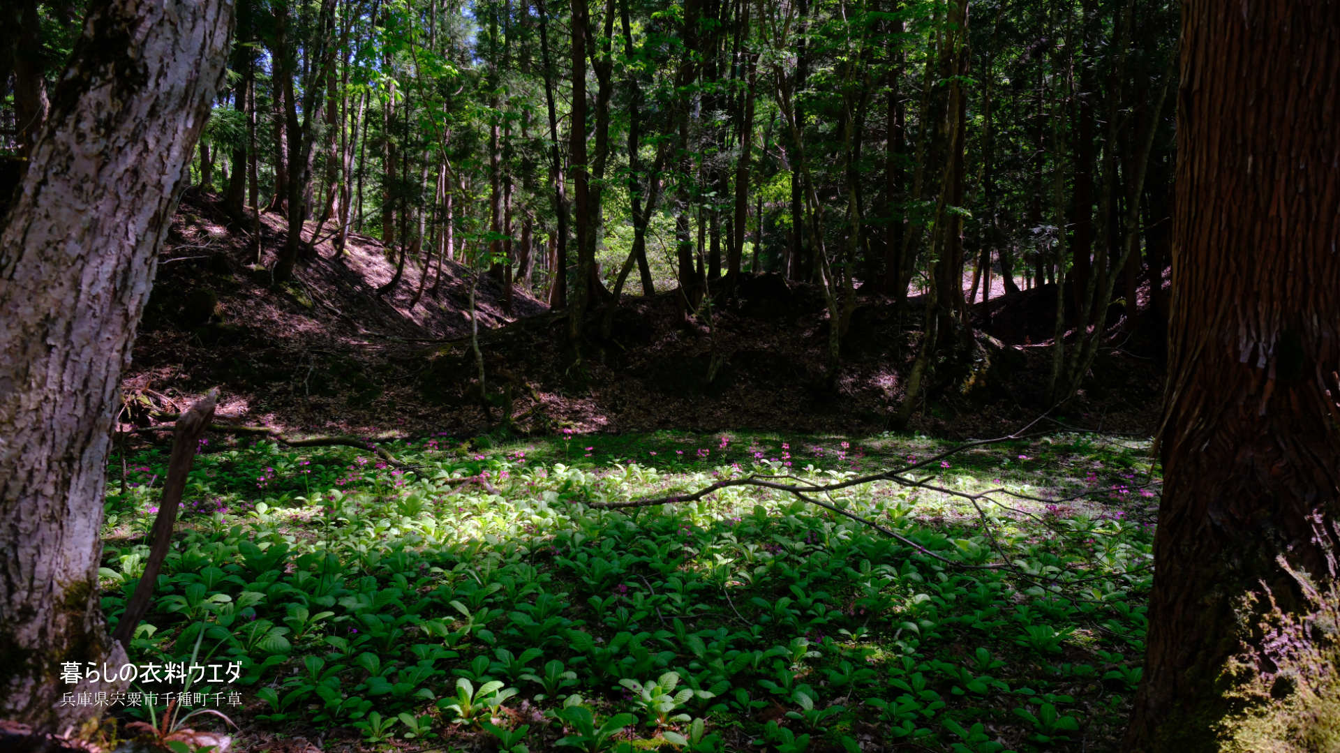 千種町クリンソウ湿原 富士フイルム FUJIFILM