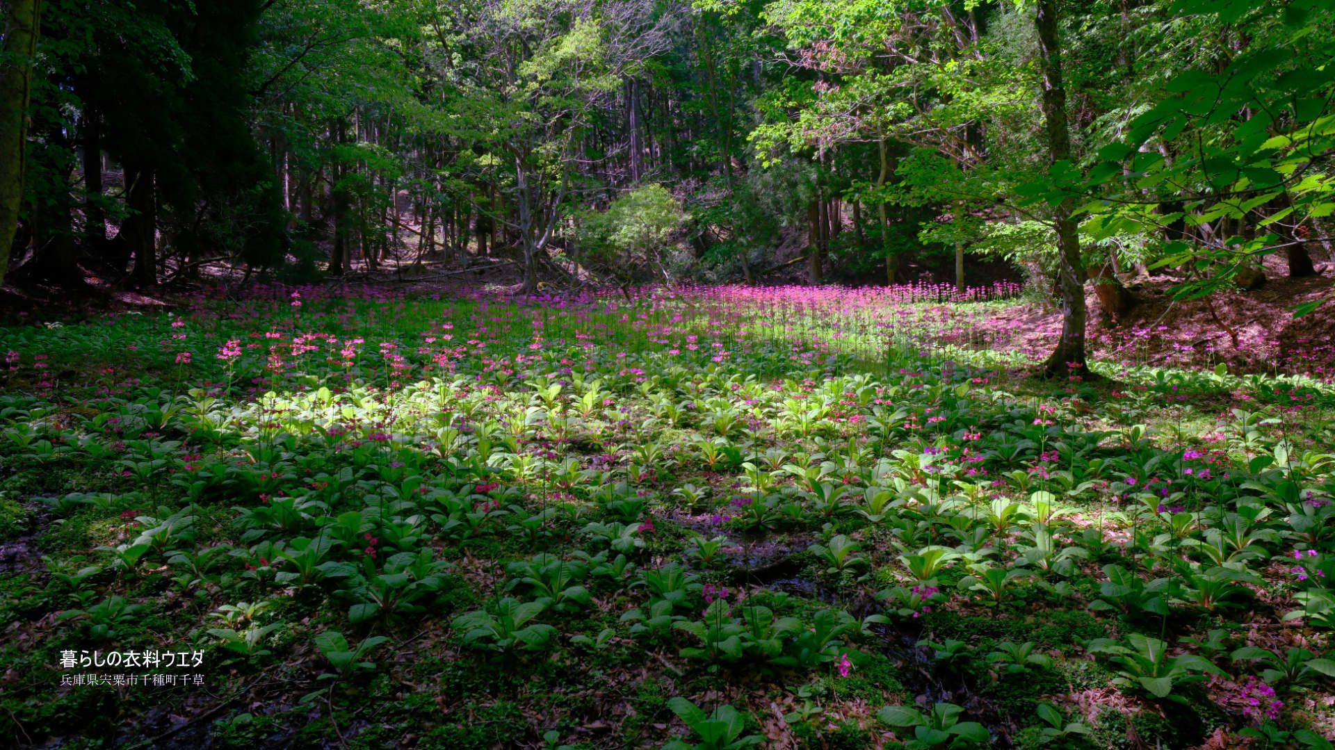 千種町クリンソウ湿原 富士フイルム FUJIFILM
