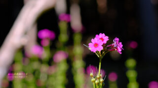 クリンソウの世界「千種町たたらの里 天児屋鉄山」