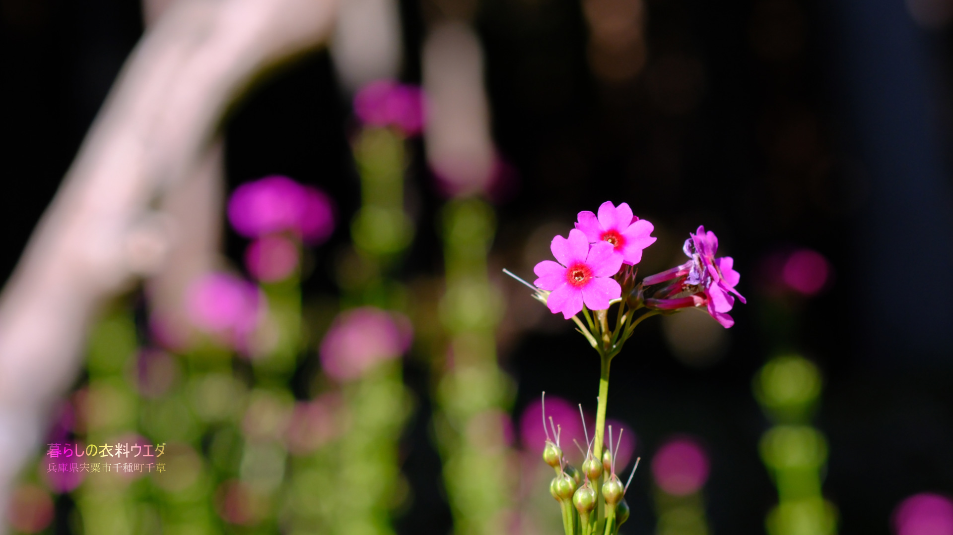 クリンソウの世界「千種町たたらの里 天児屋鉄山」