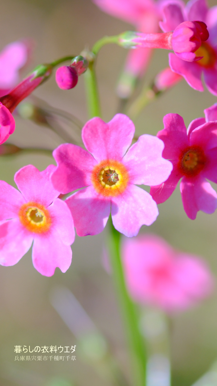 クリンソウ 兵庫県宍粟市千種町 富士フイルム/FUJIFILM