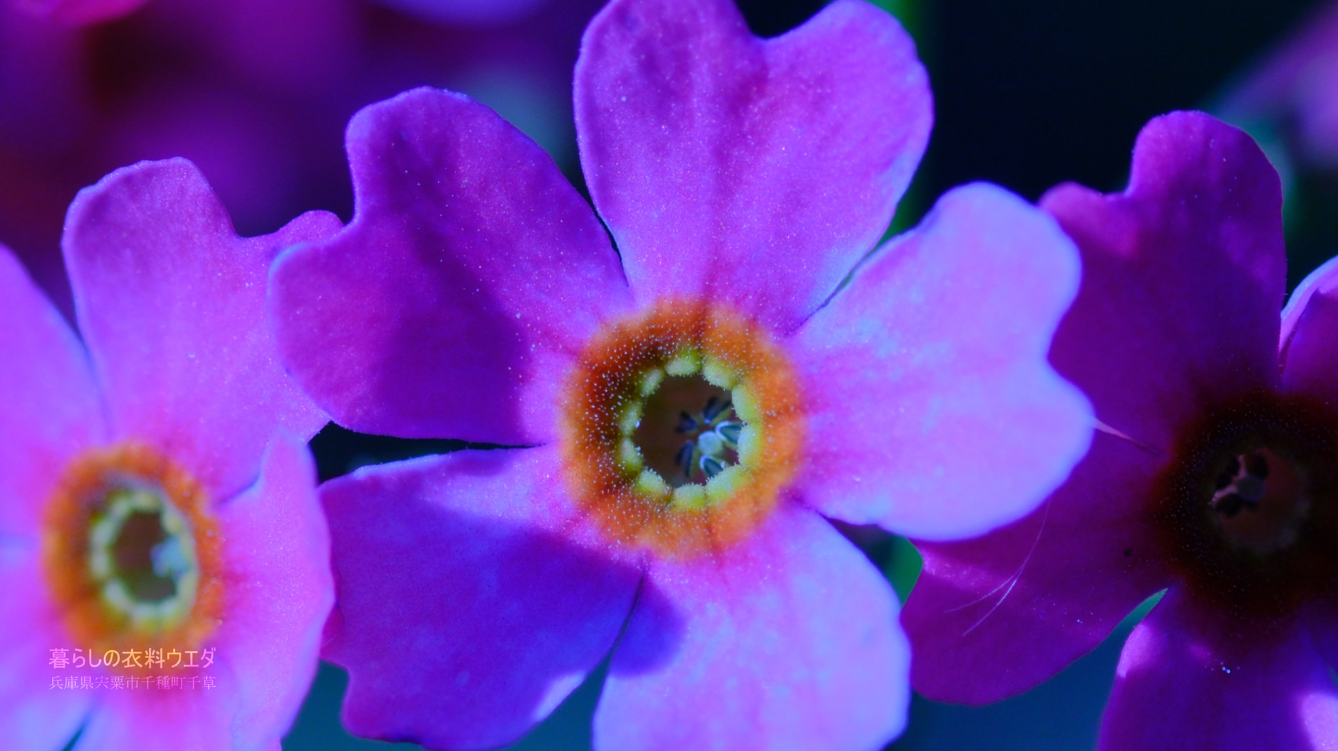 クリンソウ 兵庫県宍粟市千種町 富士フイルム/FUJIFILM