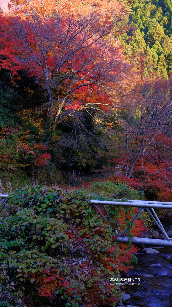FUJIFILM 富士フイルム X-T5＆XF35mm F1.4 R　紅葉の作例　ベルビア
