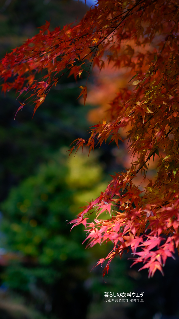 FUJIFILM 富士フイルム X-T5＆XF35mm F1.4 R　紅葉の作例　ベルビア