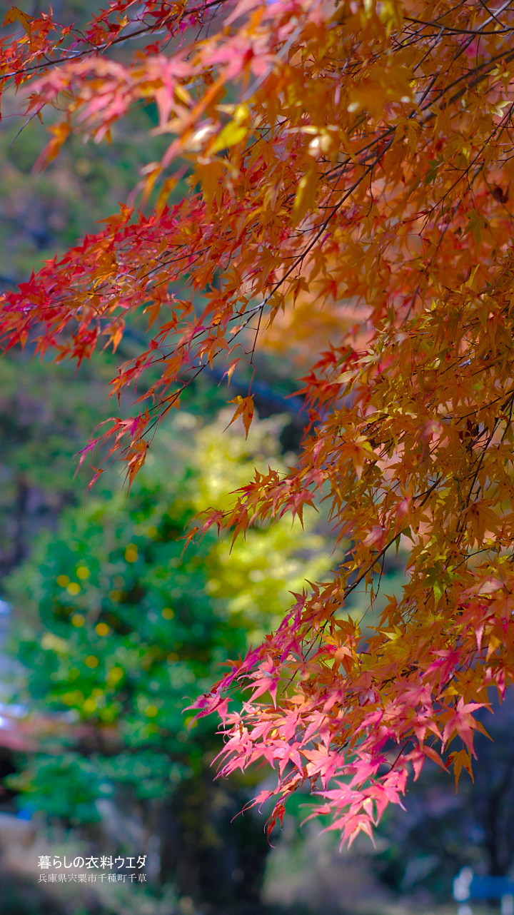 FUJIFILM 富士フイルム X-T5＆XF35mm F1.4 R　紅葉の作例　ベルビア