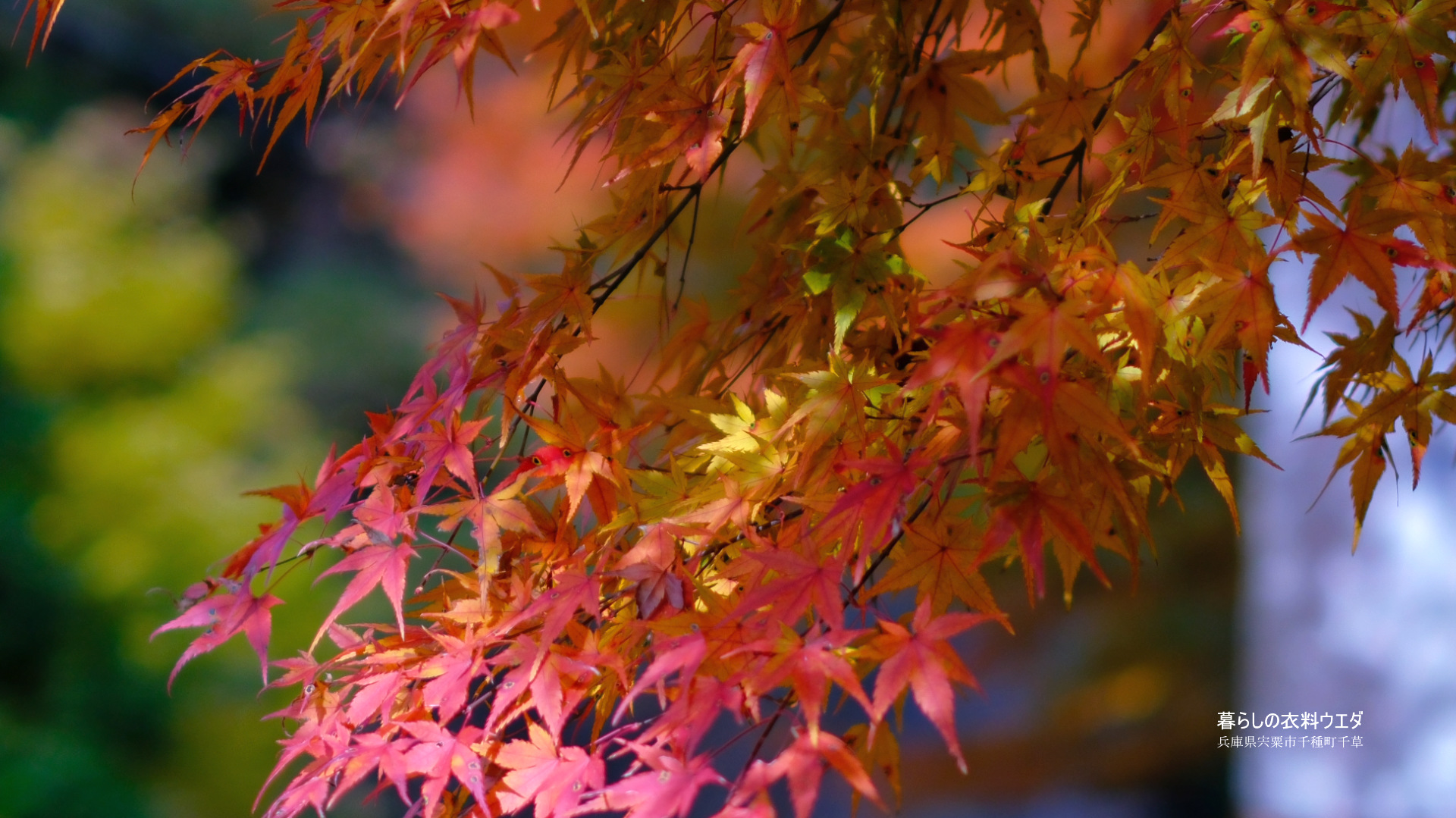 FUJIFILM 富士フイルム X-T5＆XF35mm F1.4 R　紅葉の作例　ベルビア