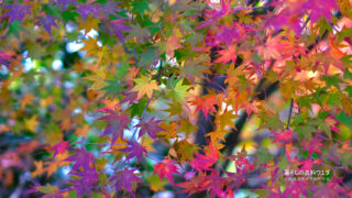 富士フイルム/ベルビアでいろんな紅葉作例：X-T5・XF35mm F1.4 R・XF14mmF2.8 R