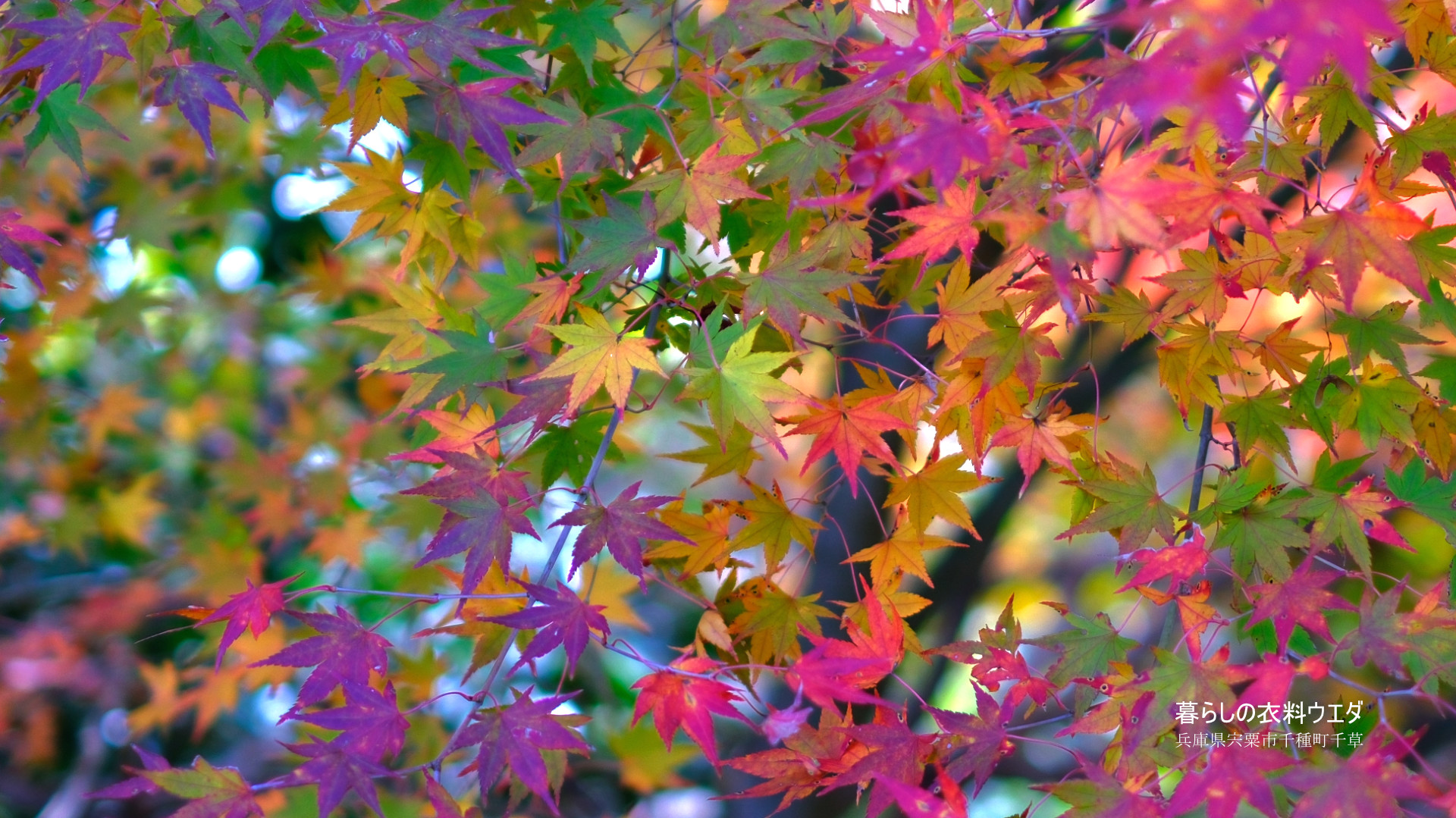 富士フイルム/ベルビアでいろんな紅葉作例：X-T5・XF35mm F1.4 R・XF14mmF2.8 R