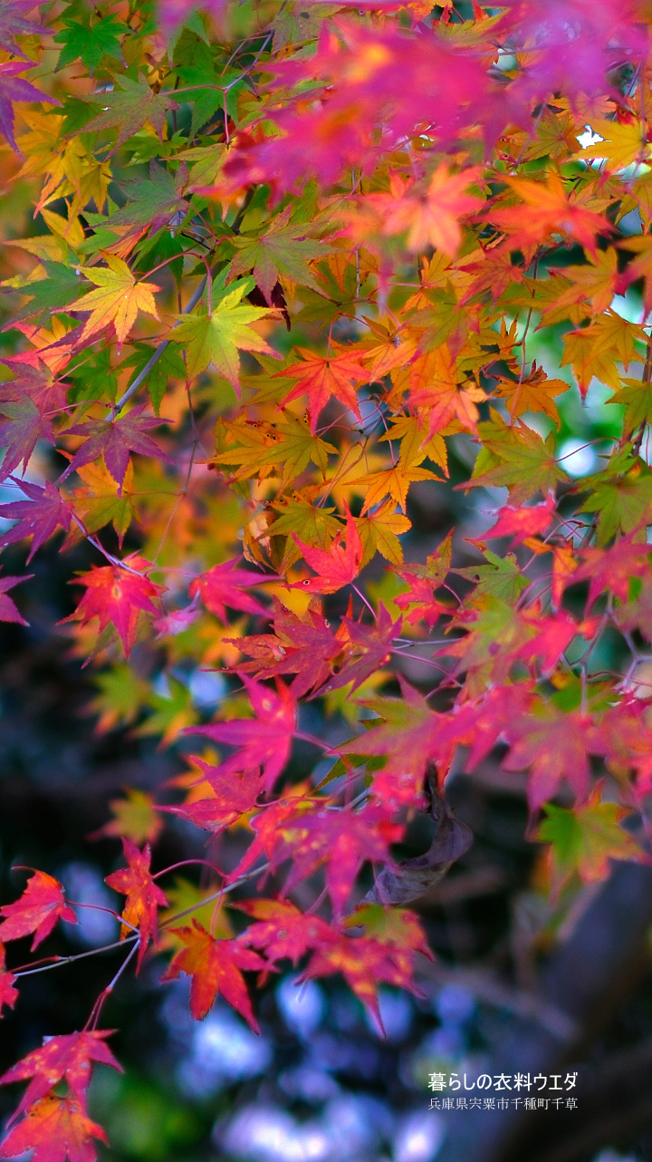 FUJIFILM 富士フイルム X-T5＆XF35mm F1.4 R　紅葉の作例　ベルビア　万華鏡