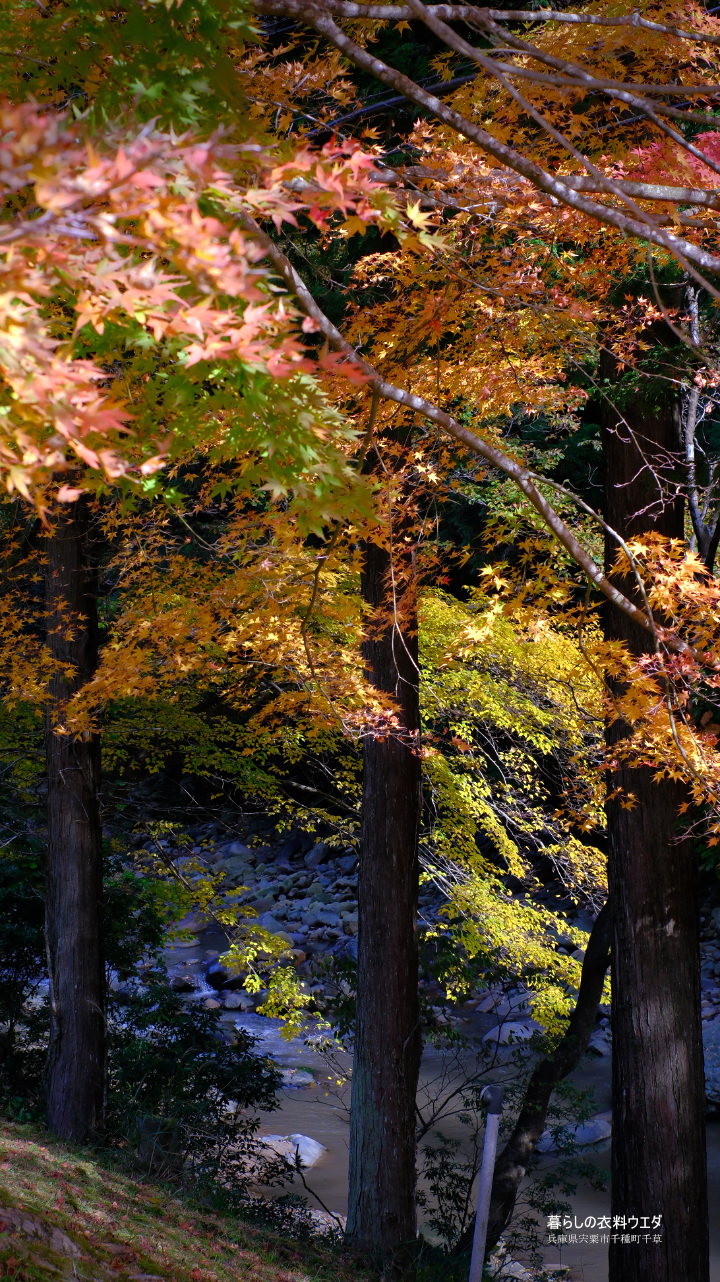 FUJIFILM 富士フイルム X-T5＆XF35mm F1.4 R　紅葉の作例　ベルビア　和柄
