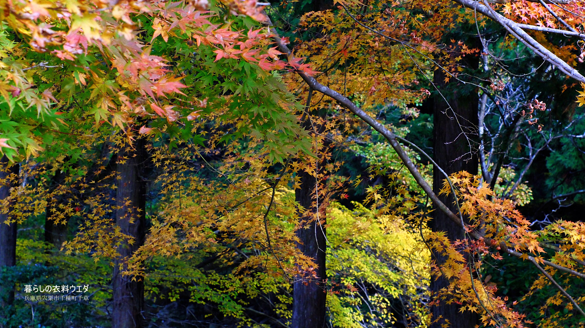 FUJIFILM 富士フイルム X-T5＆XF35mm F1.4 R　紅葉の作例　ベルビア　和柄