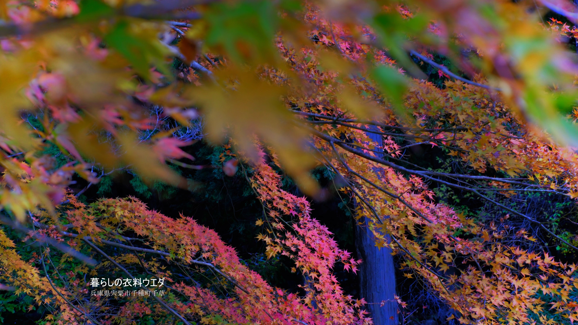 FUJIFILM 富士フイルム X-T5＆XF35mm F1.4 R　紅葉の作例　ベルビア　和柄