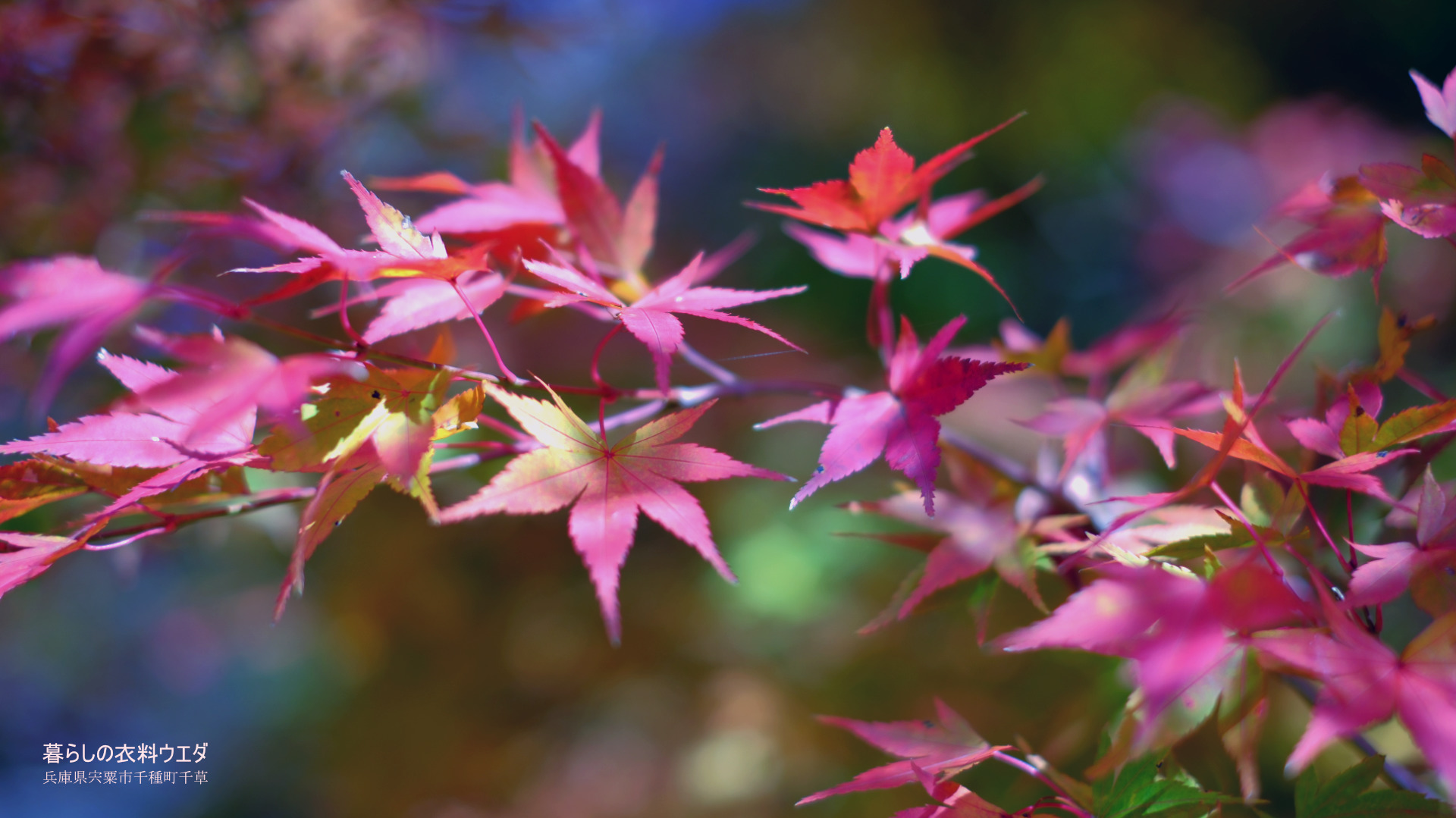 FUJIFILM 富士フイルム X-T5＆XF35mm F1.4 R　紅葉の作例　ベルビア