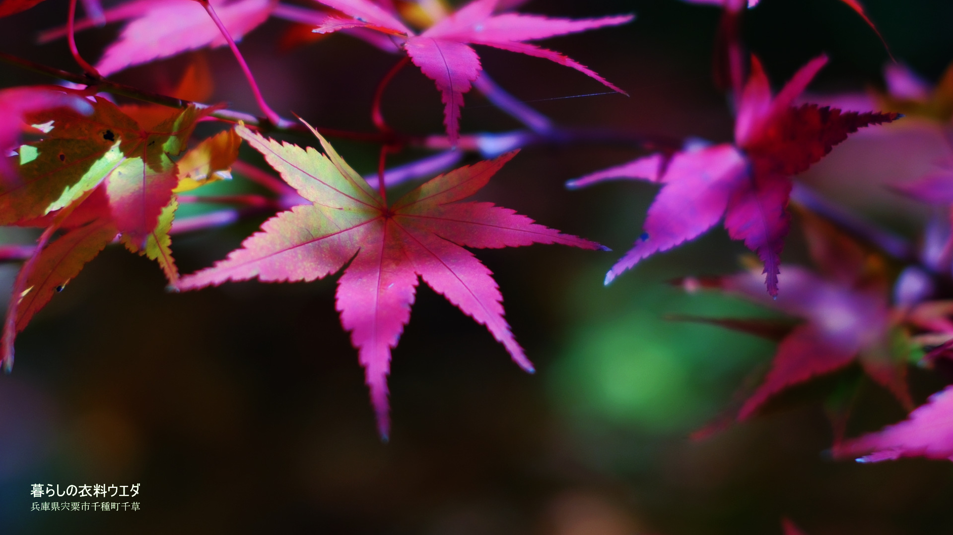 FUJIFILM【富士フイルム】X-T5・XF35mm F1.4 R・XF14mmF2.8 R・ベルビア 作例「いろんな紅葉」