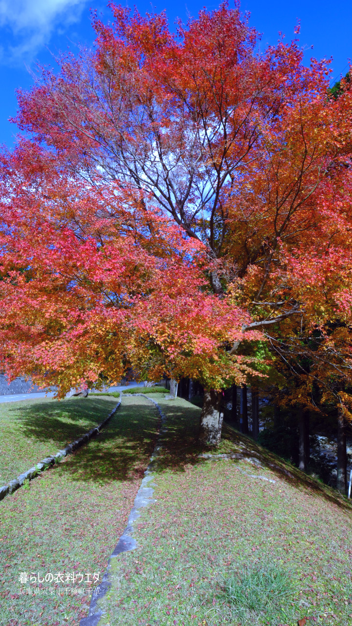 FUJIFILM 富士フイルム X-T5＆XF14mmF2.8 R　紅葉の作例　ベルビア