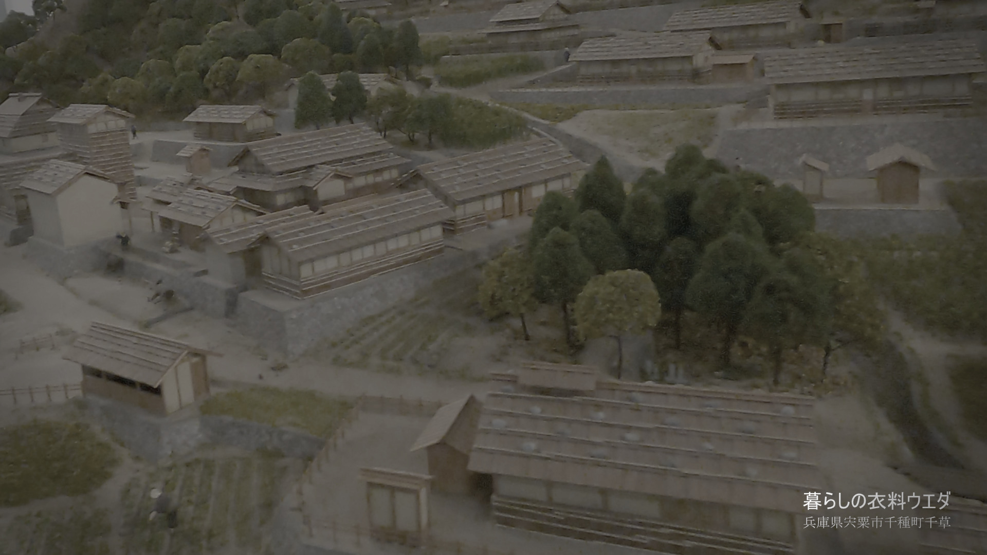 クリンソウ 兵庫県宍粟市千種町 富士フイルム/FUJIFILM