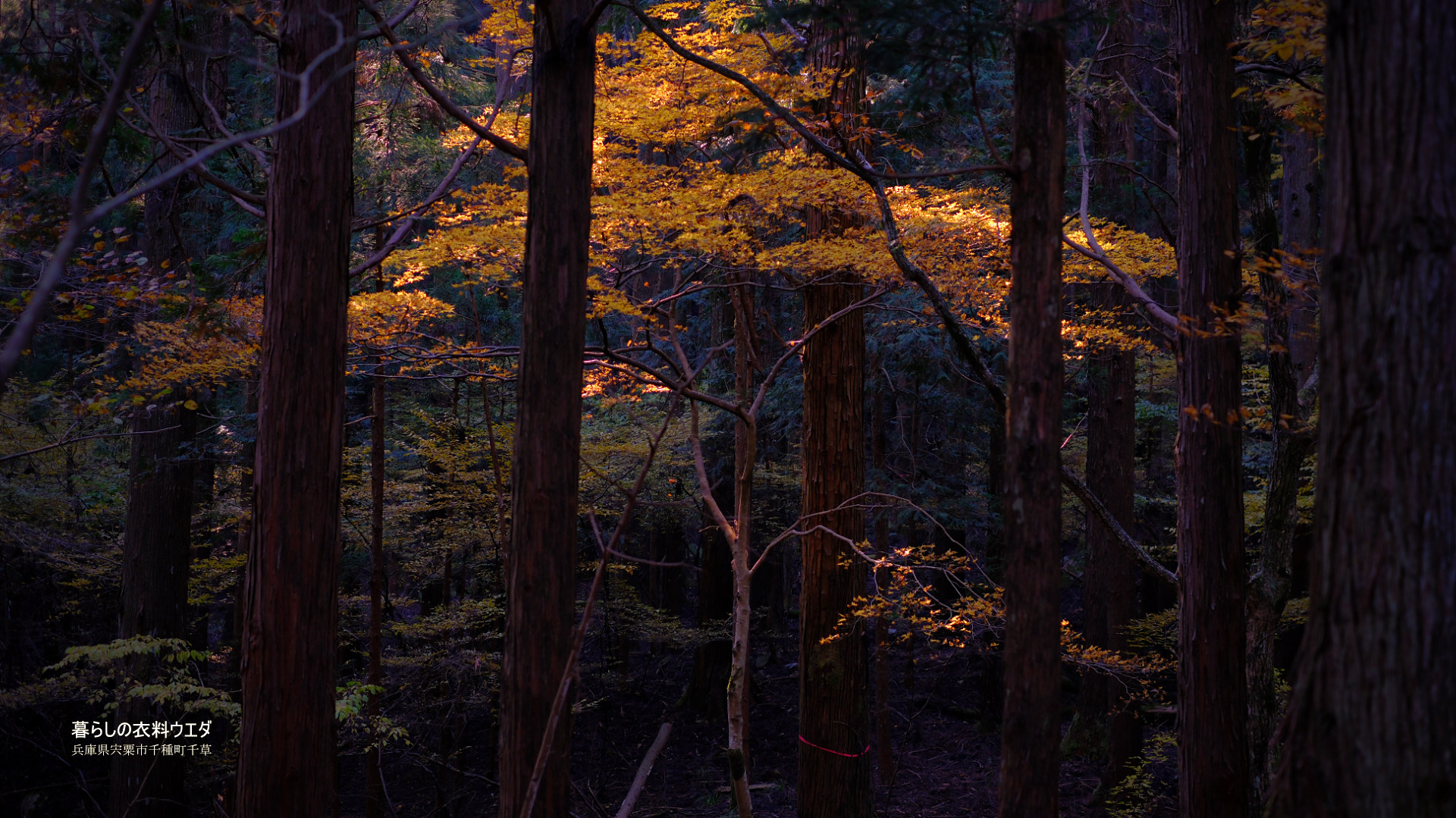 FUJIFILM【富士フイルム】X-T5・XF35mm F1.4 R・XF14mmF2.8 R・ベルビア 作例「いろんな紅葉」