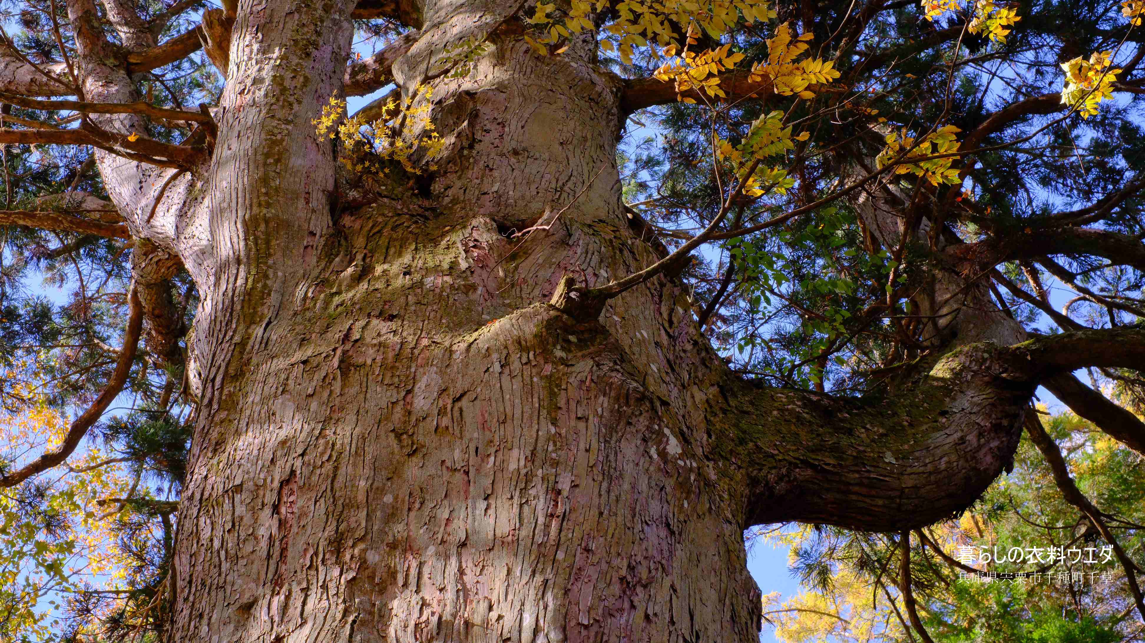 X-T5&XF35mmF1.4Rベルビア作例 大スギ