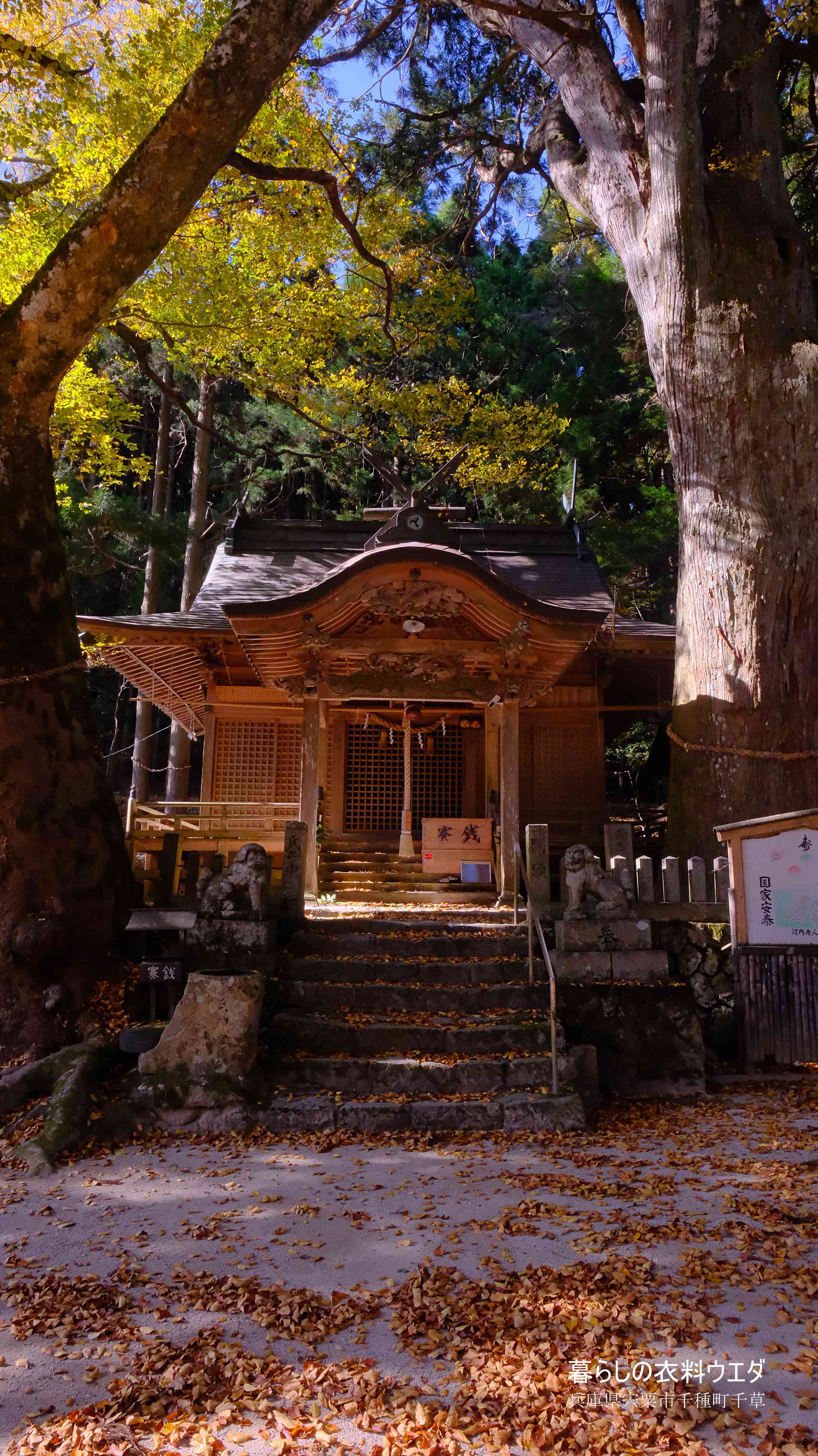 X-T5&F1.4R/XF14mmF2.8Rベルビア作例 中ノ宮神社
本堂と大スギ 大けやき