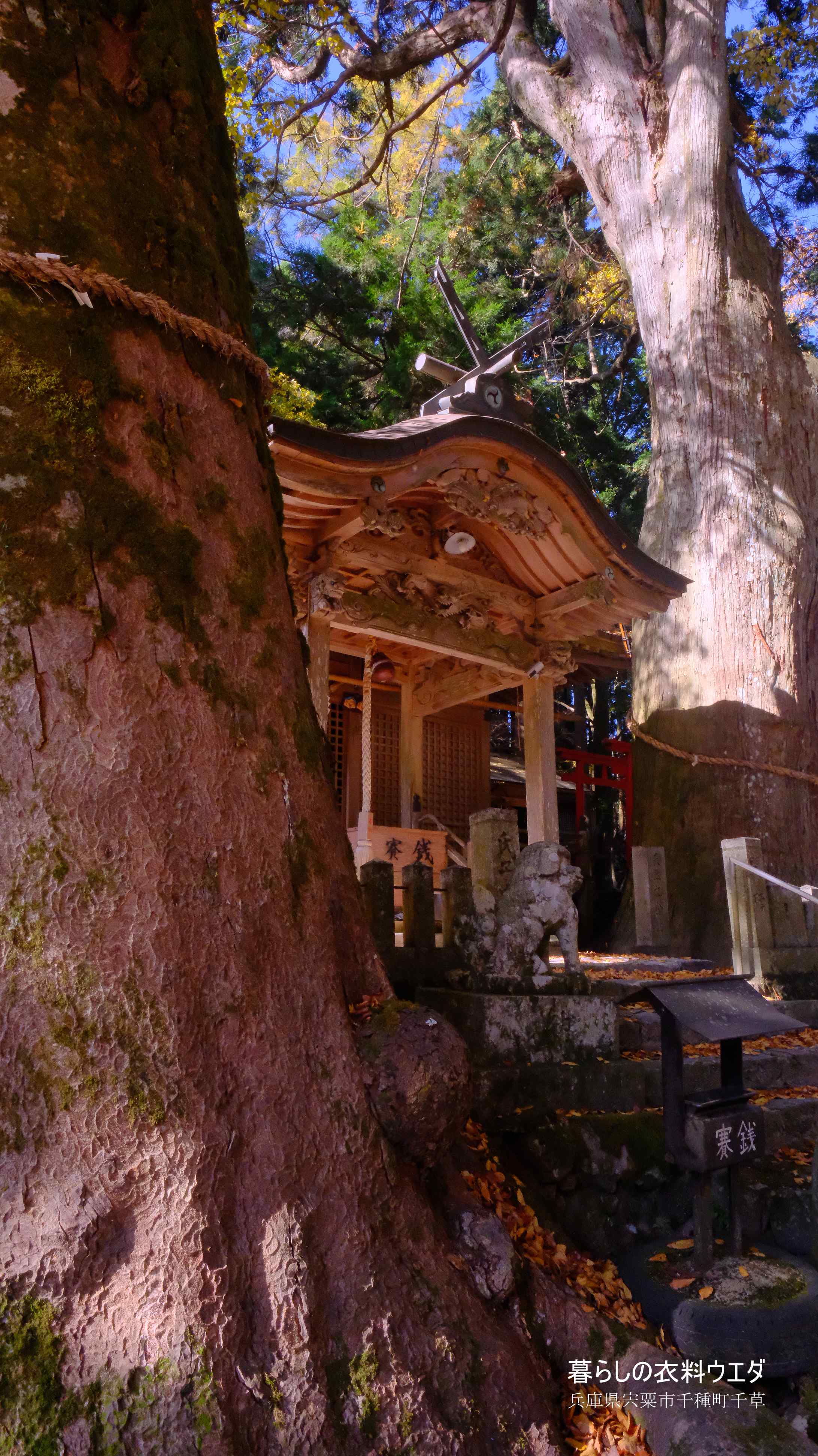 X-T5&F1.4R/XF14mmF2.8Rベルビア作例 中ノ宮神社
本堂と大スギ 大けやき 3