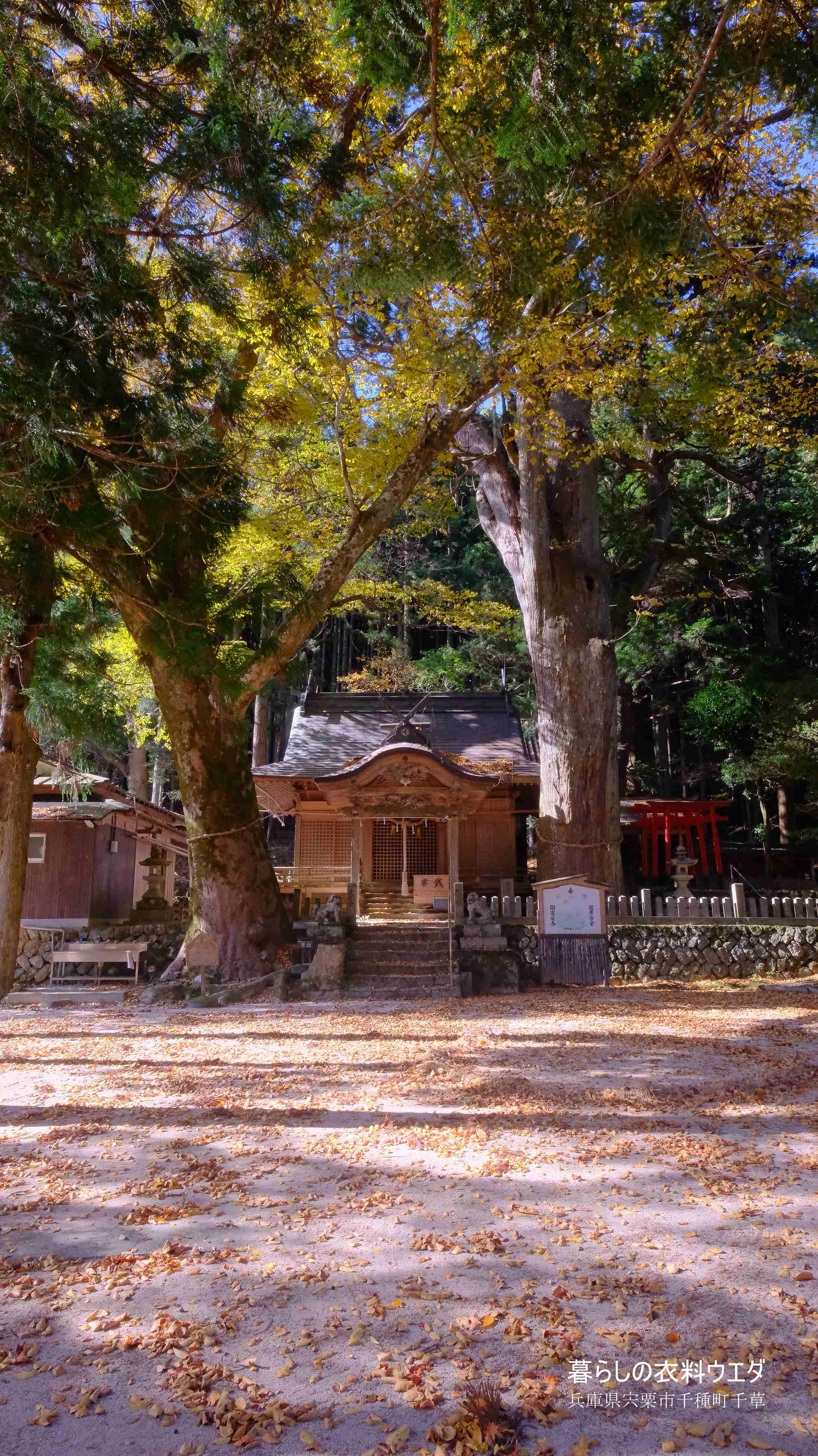 X-T5&F1.4R/XF14mmF2.8Rベルビア作例 中ノ宮神社
本堂と大スギ 大けやき 2