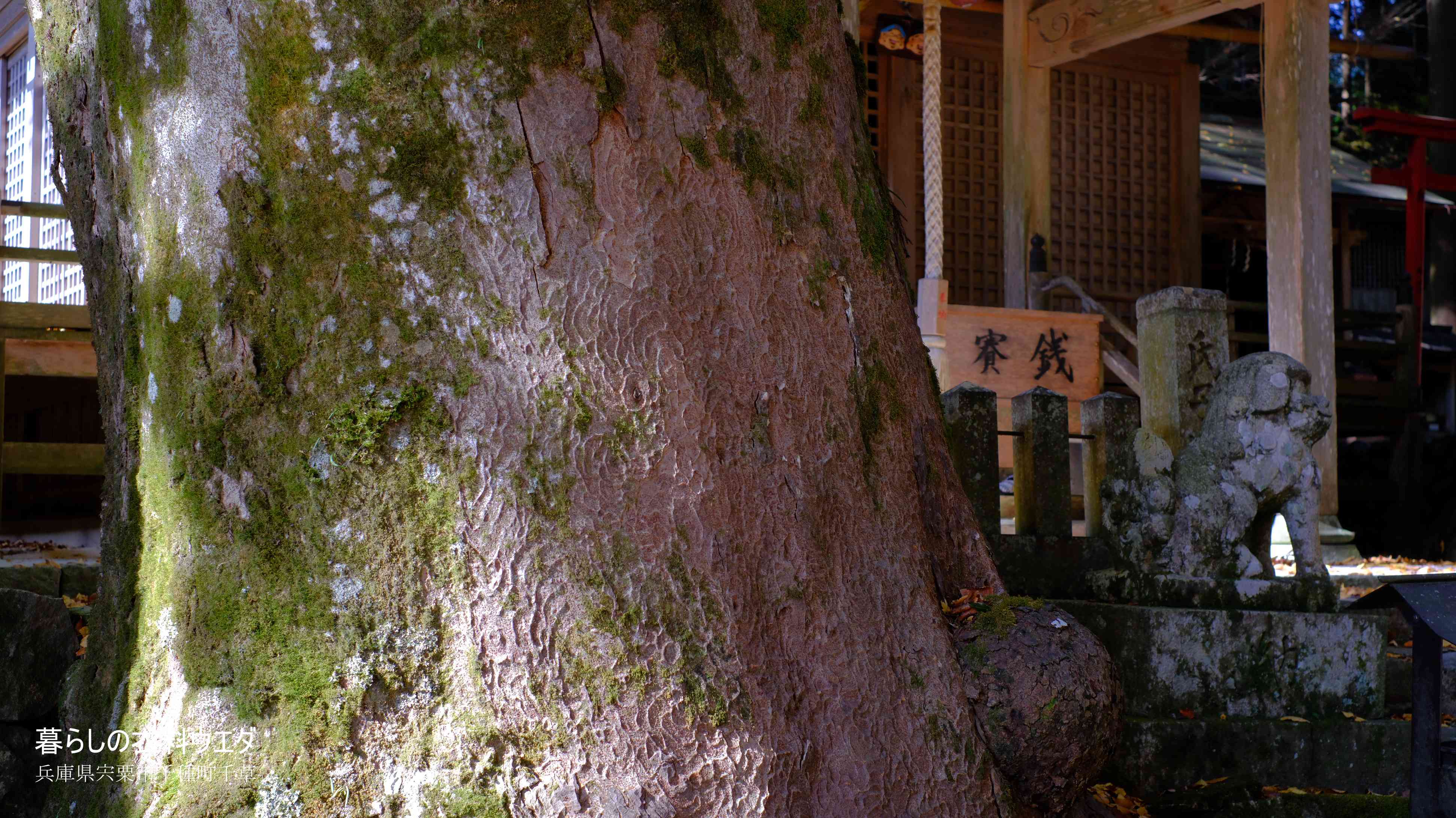 X-T5&XF35mmF1.4Rベルビア作例 大欅2