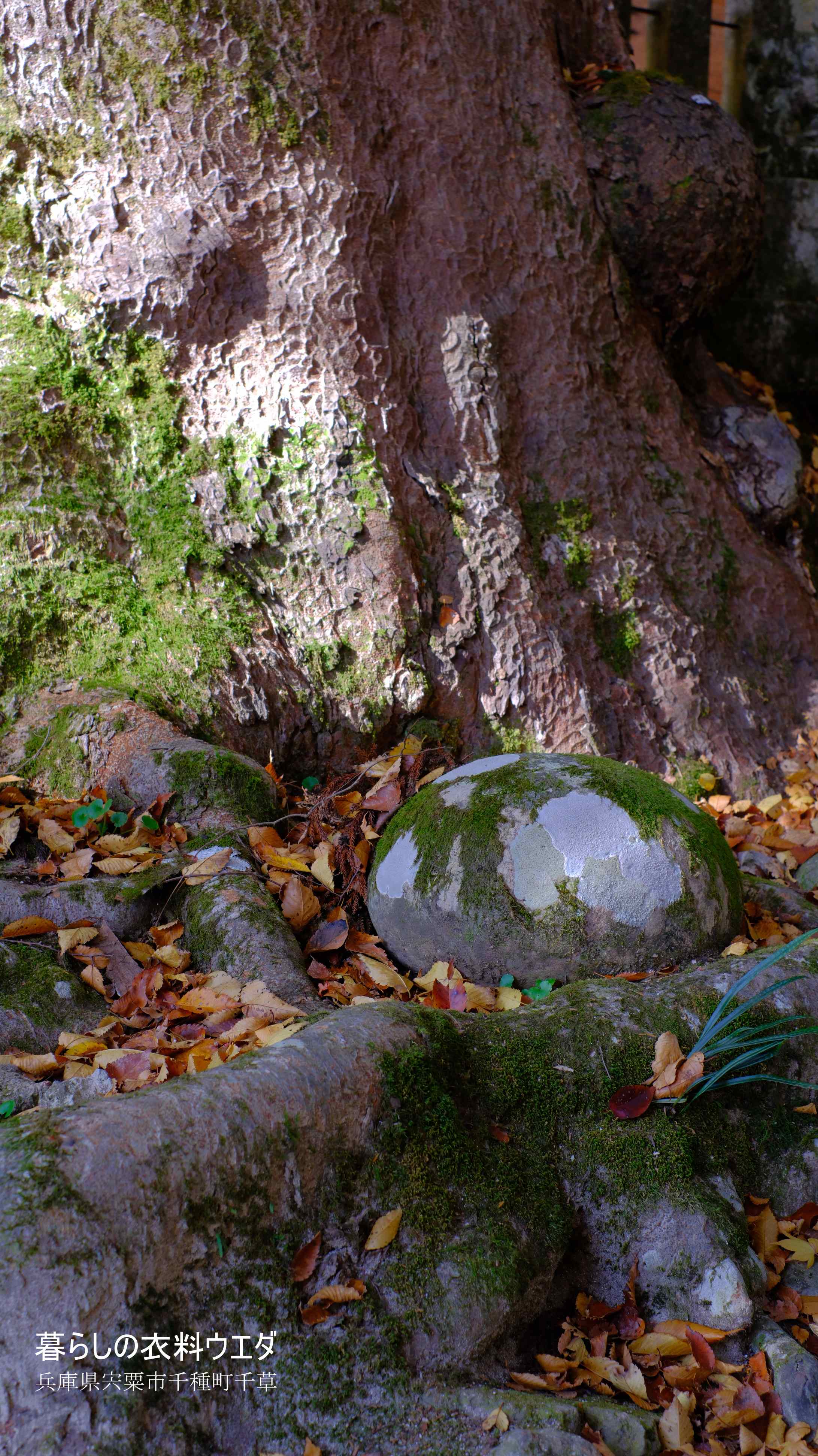 X-T5&XF35mmF1.4Rベルビア作例 大欅と卵石2