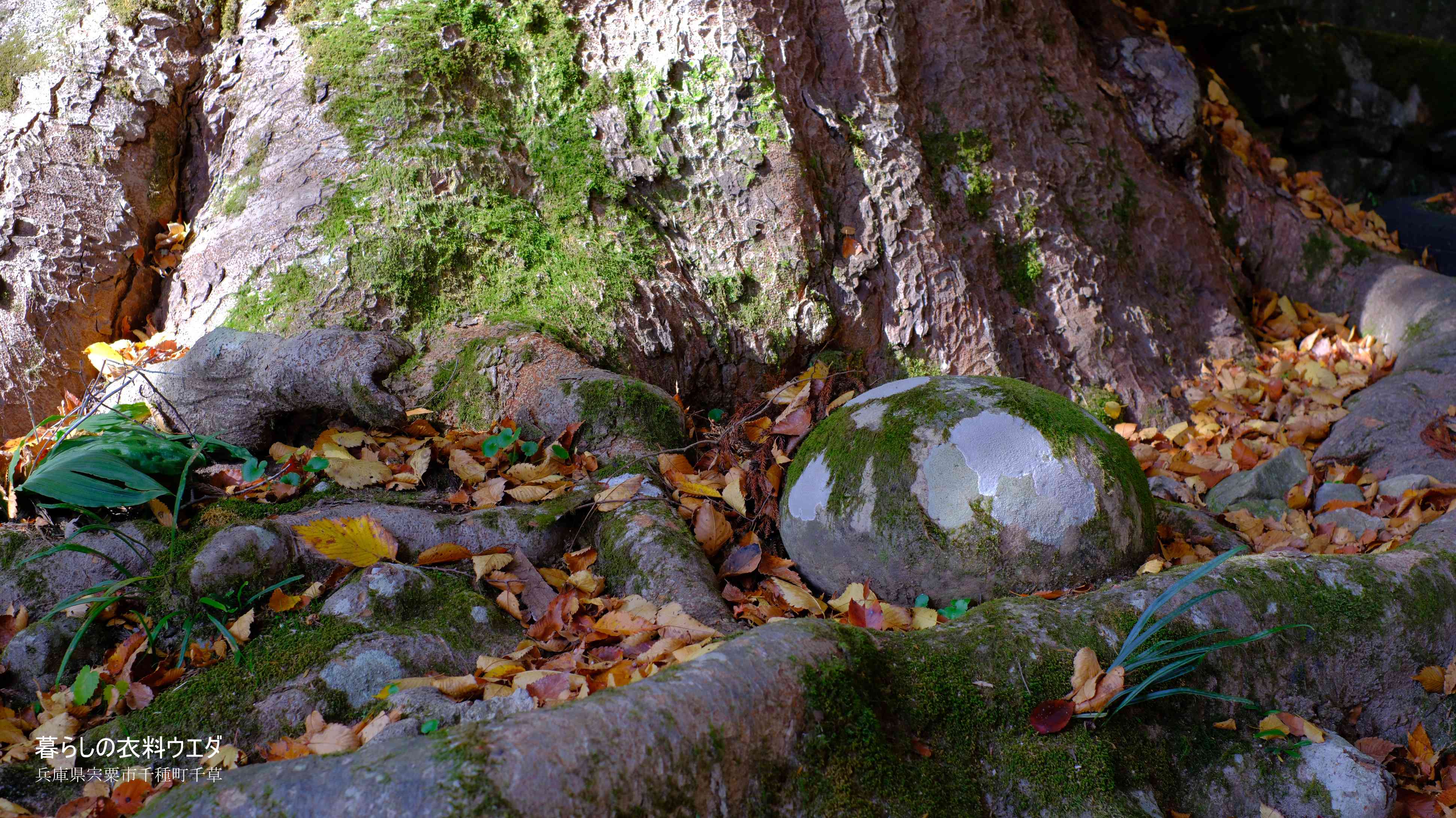 X-T5&XF35mmF1.4Rベルビア作例 大欅と卵石