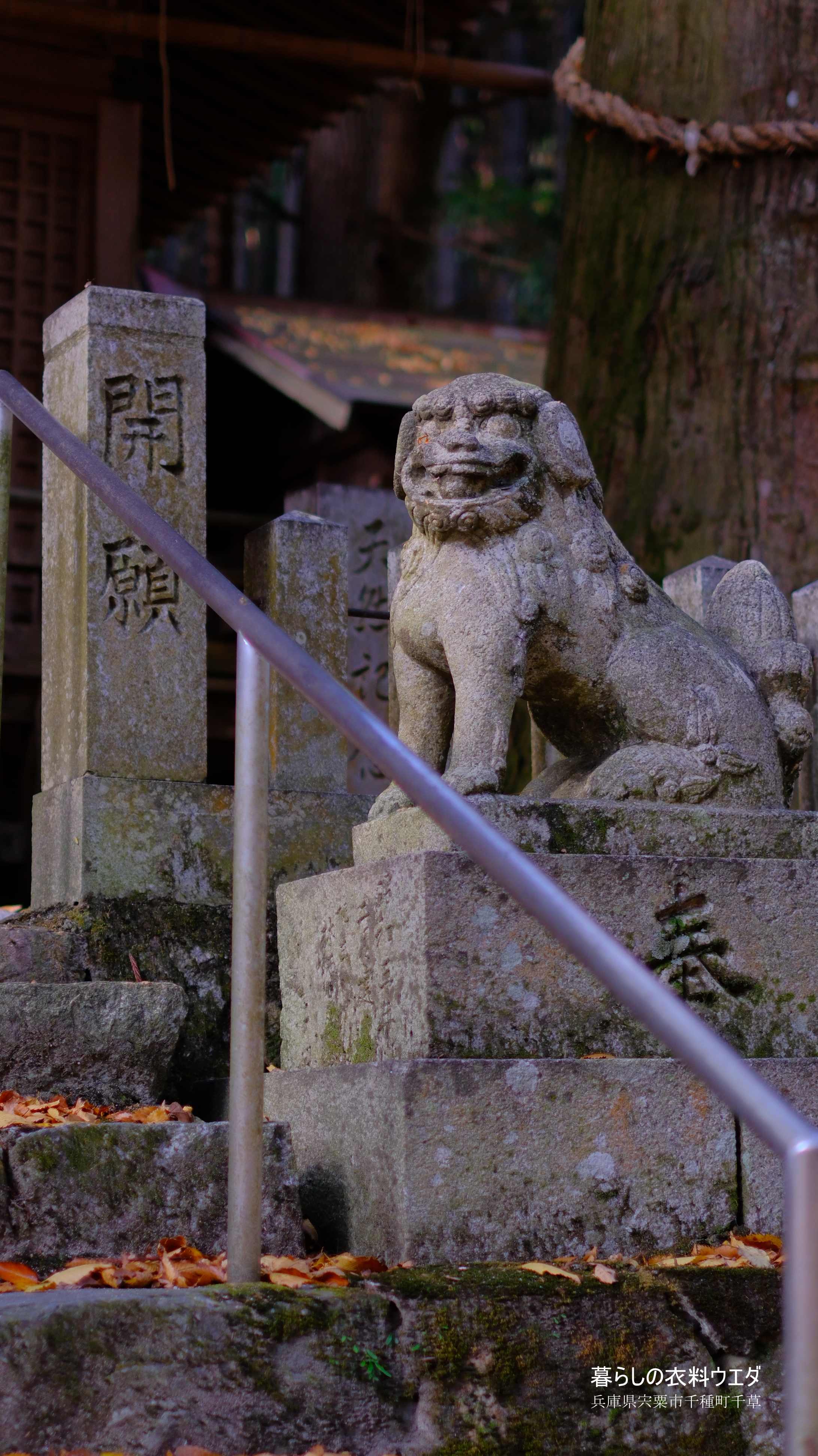 X-T5&XF35mmF1.4Rベルビア作例 こま犬右