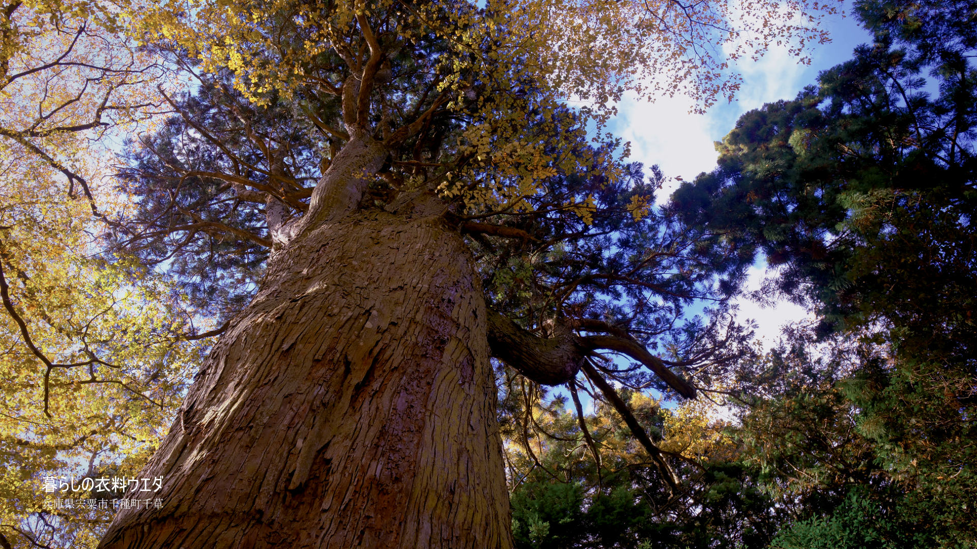 FUJIFILM X-T5 & XF35mm F1.4 R・XF14mmF2.8R ベルビア設定/JPEG撮って出し作例。秋の「鍋が森神社」と「中ノ宮神社」