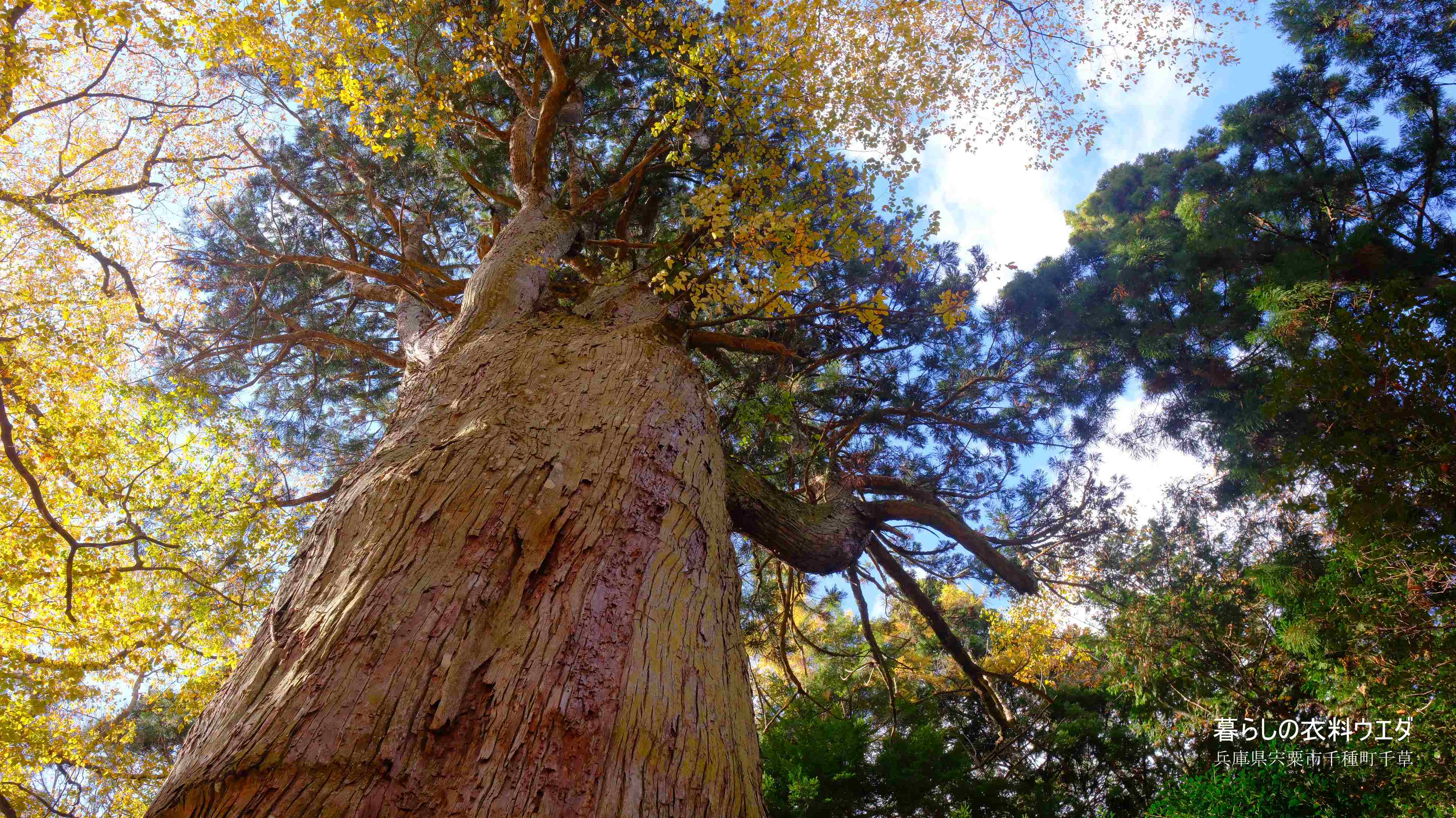 X-T5&F1.4R/XF14mmF2.8Rベルビア作例 中ノ宮神社