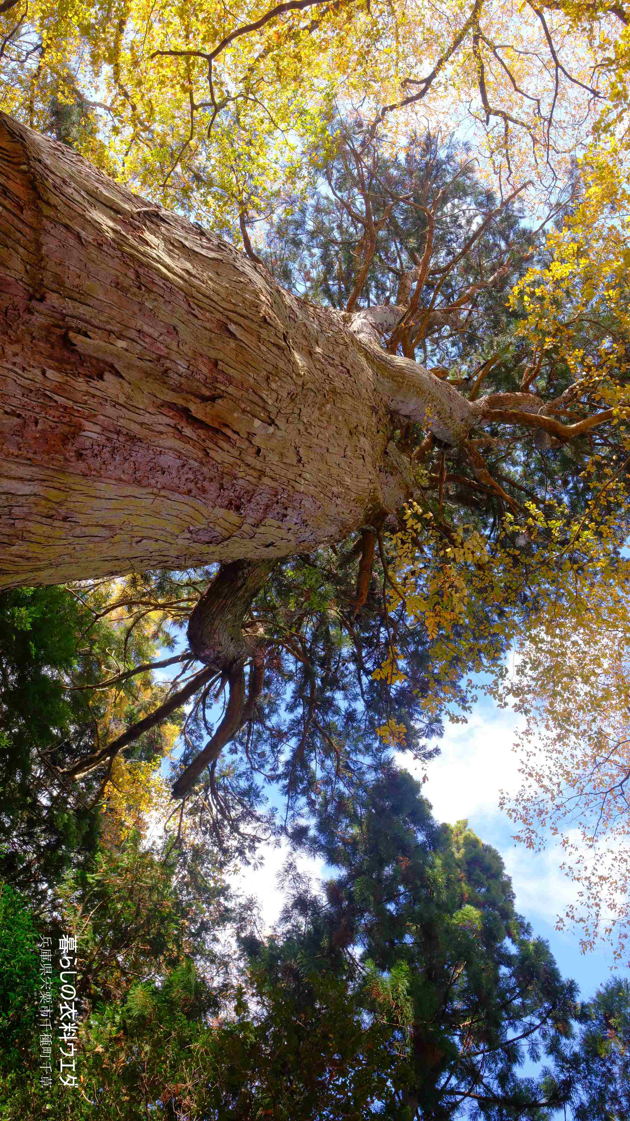 X-T5&F1.4R/XF14mmF2.8Rベルビア作例 大スギ4