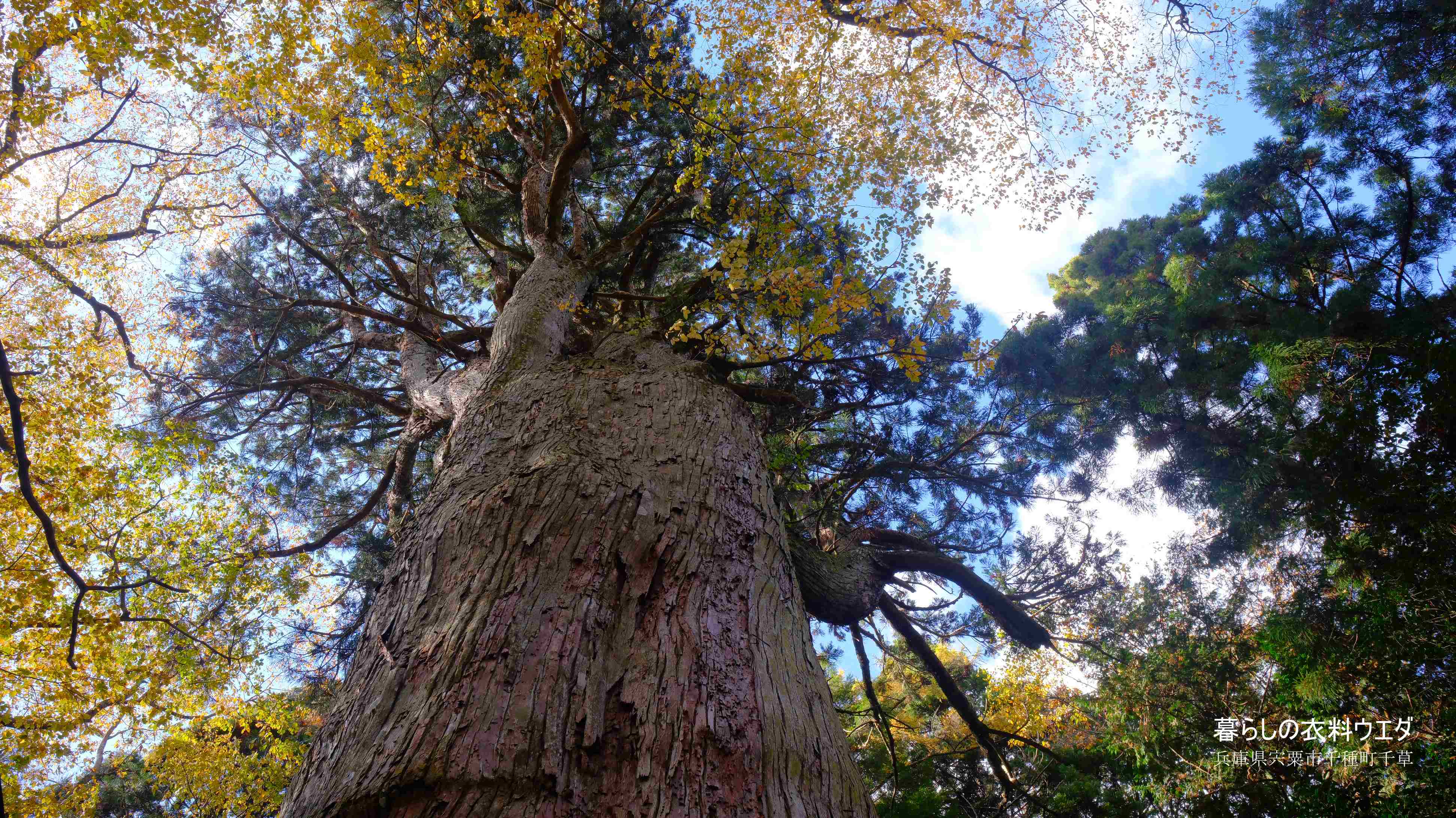 X-T5&F1.4R/XF14mmF2.8Rベルビア作例 大スギ3