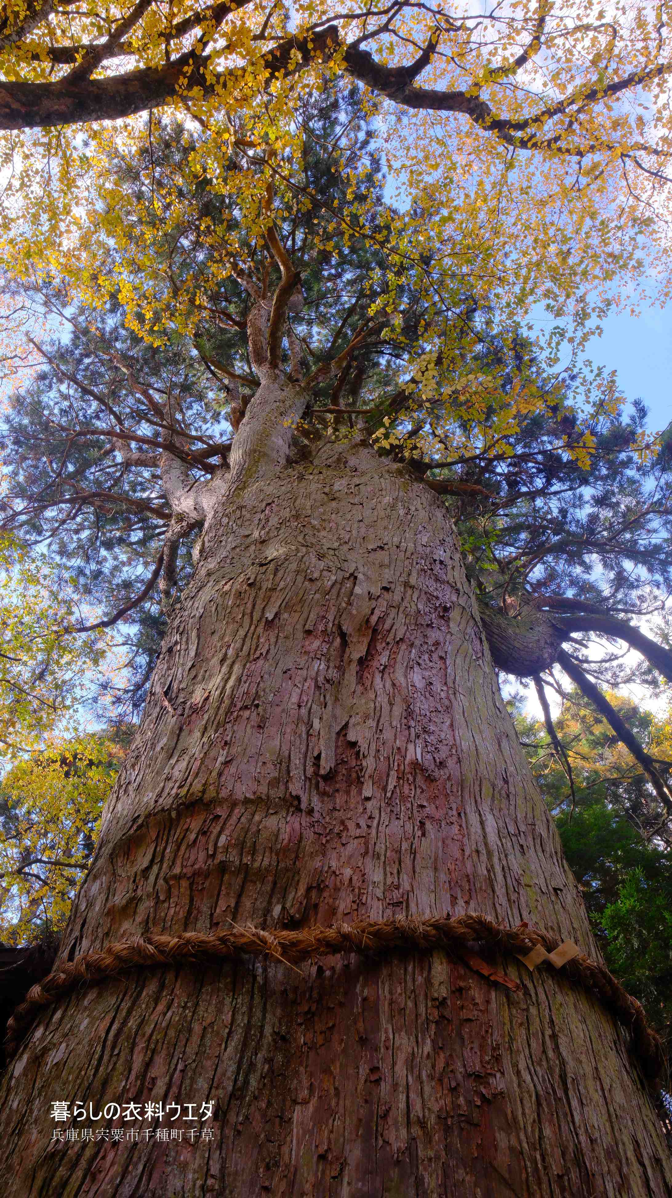 X-T5&F1.4R/XF14mmF2.8Rベルビア作例 大スギ5