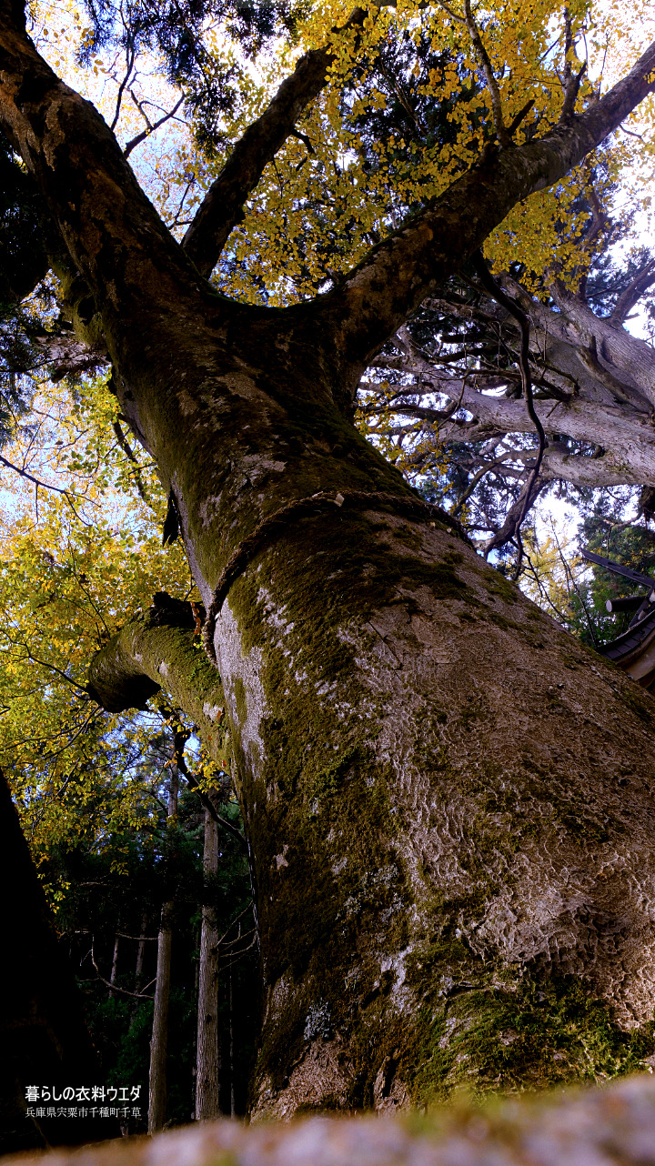 富士フイルム X-T5＆XF14mmF2.8 R next FUJIFILM ベルビア 作例「いろんな紅葉」