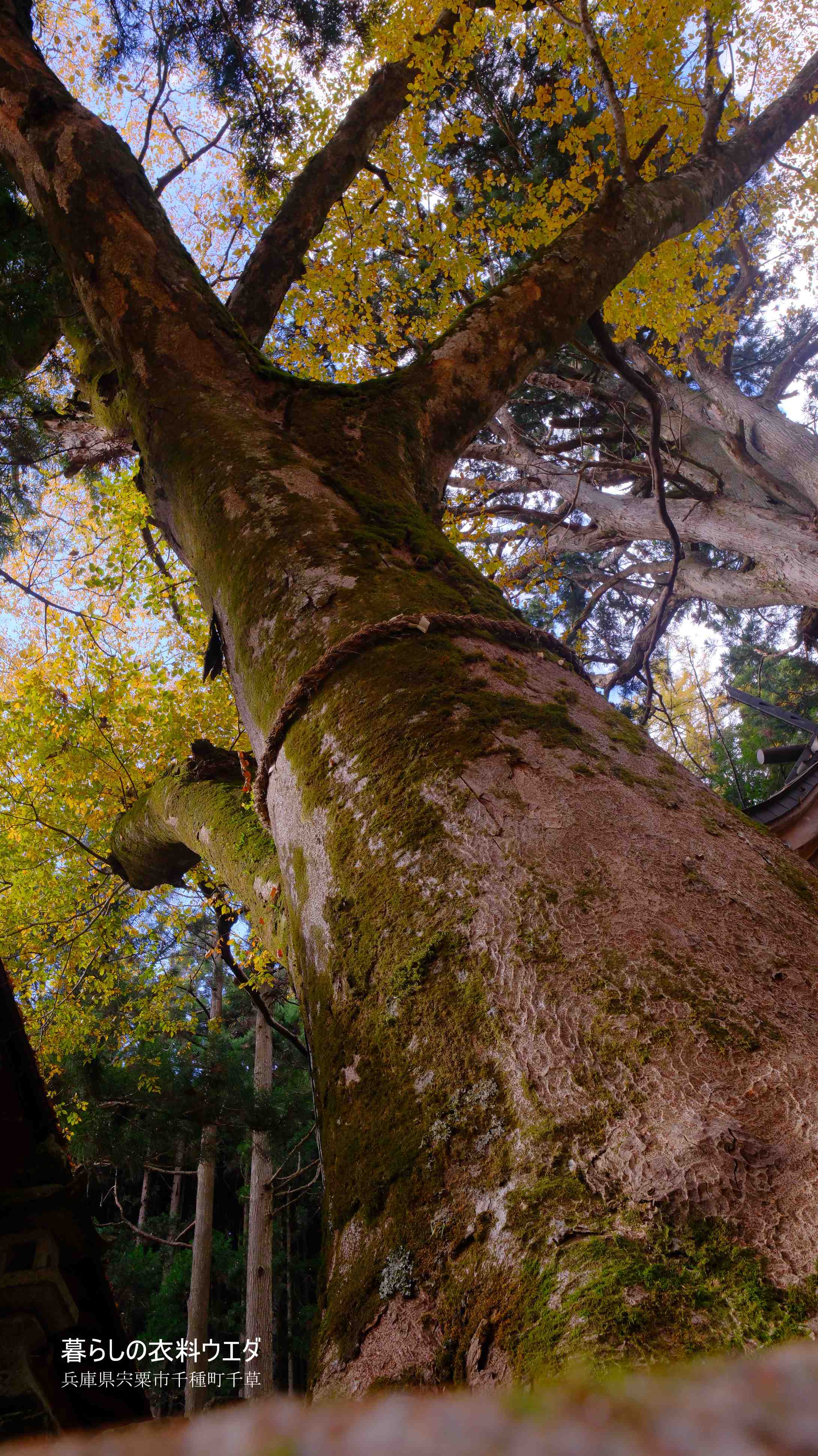 X-T5&F1.4R/XF14mmF2.8Rベルビア作例 大欅斜め