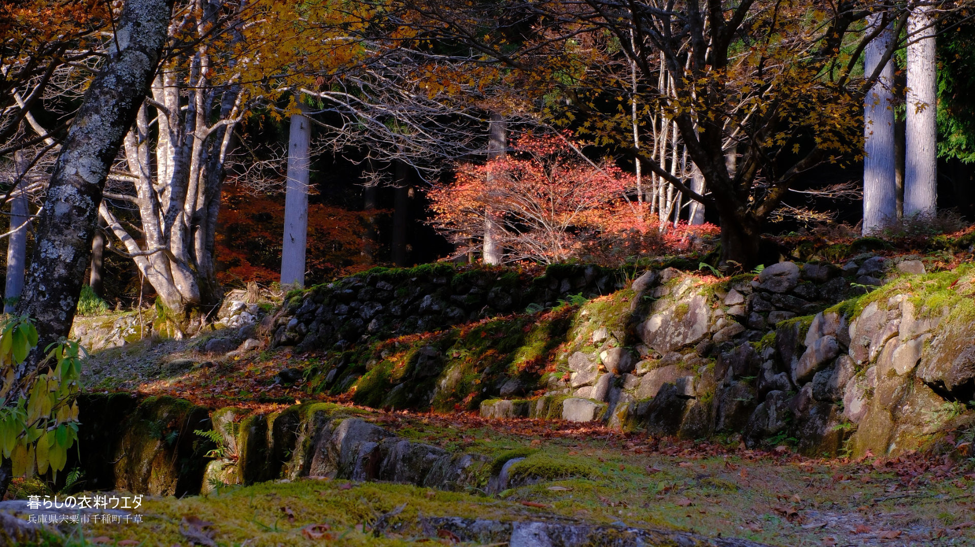 FUJIFILM【富士フイルム】X-T5・XF35mm F1.4 R・XF14mmF2.8 R・ベルビア 作例「いろんな紅葉」　小道