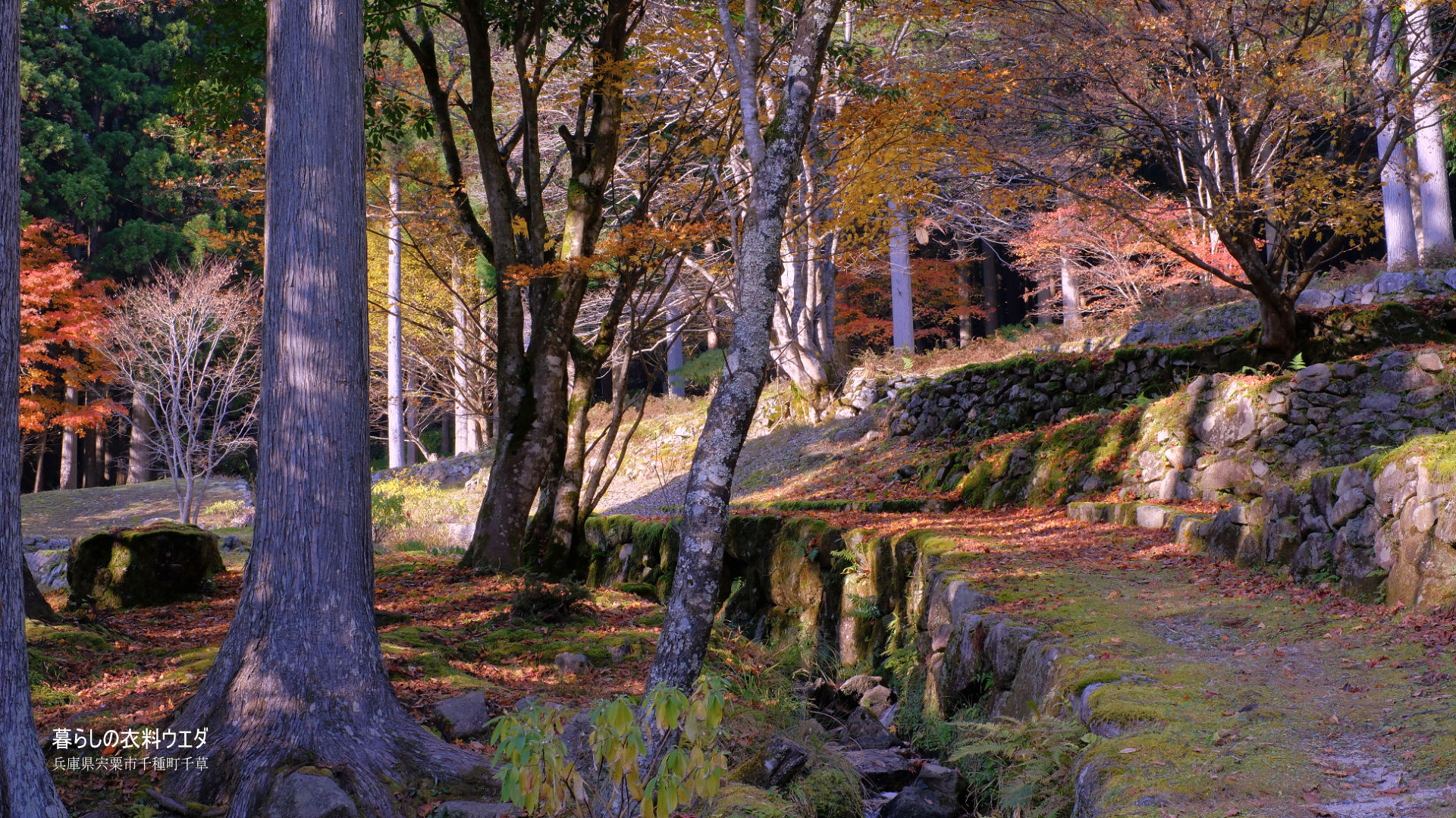 FUJIFILM【富士フイルム】X-T5・XF35mm F1.4 R・XF14mmF2.8 R・ベルビア 作例「いろんな紅葉」　小道