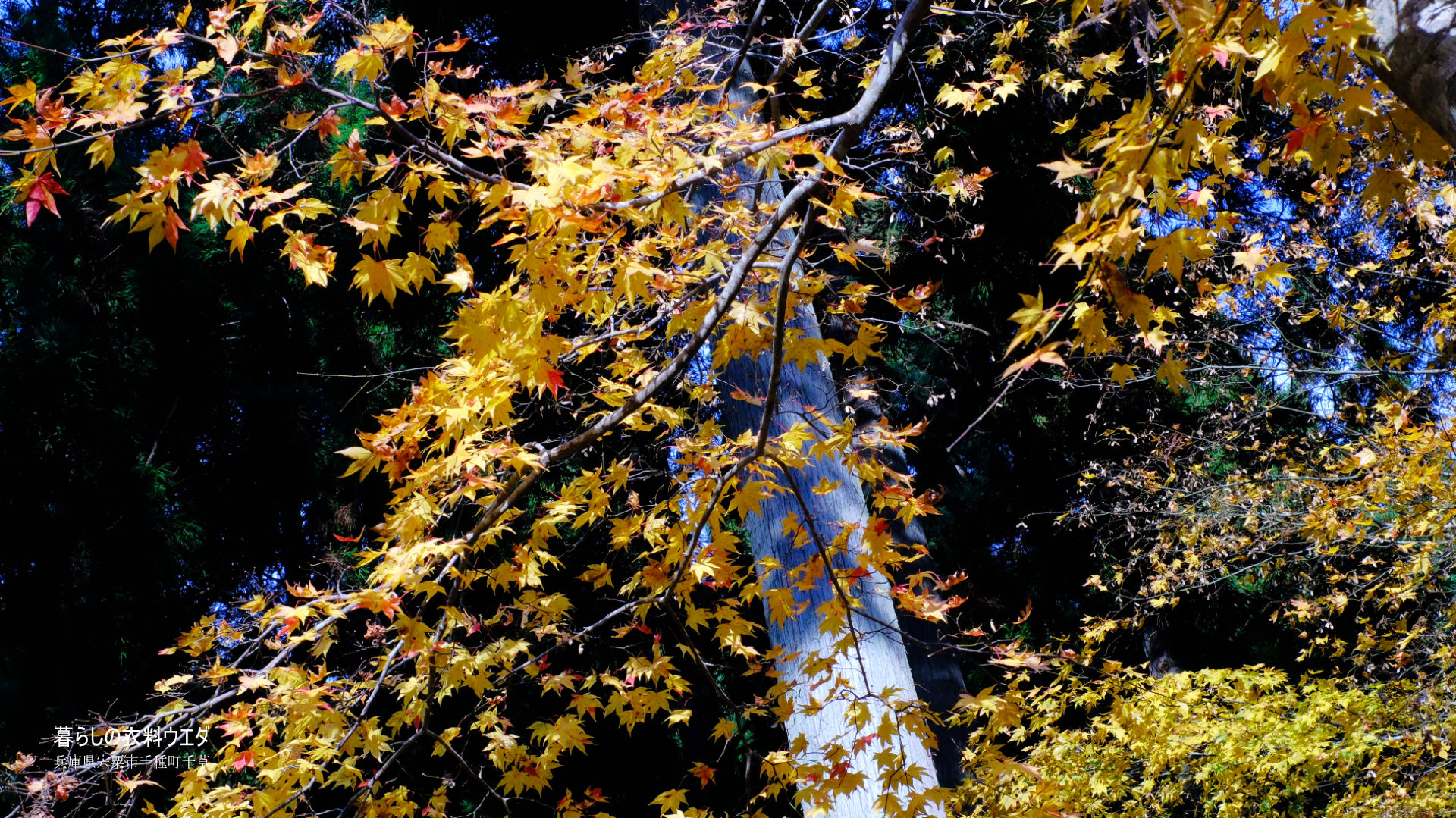 FUJIFILM【富士フイルム】X-T5・XF35mm F1.4 R・XF14mmF2.8 R・ベルビア 作例「いろんな紅葉」 龍