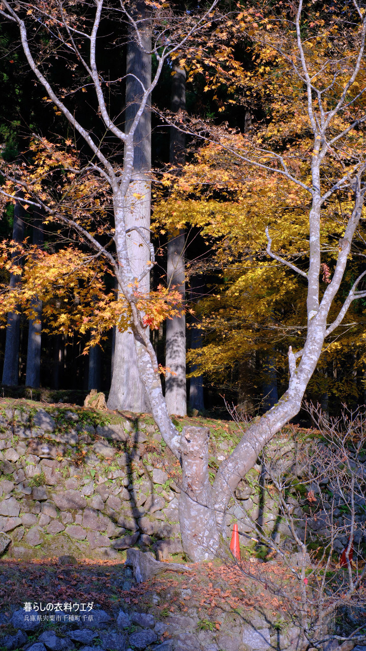 FUJIFILM【富士フイルム】X-T5・XF35mm F1.4 R・XF14mmF2.8 R・ベルビア 作例「いろんな紅葉」 miss