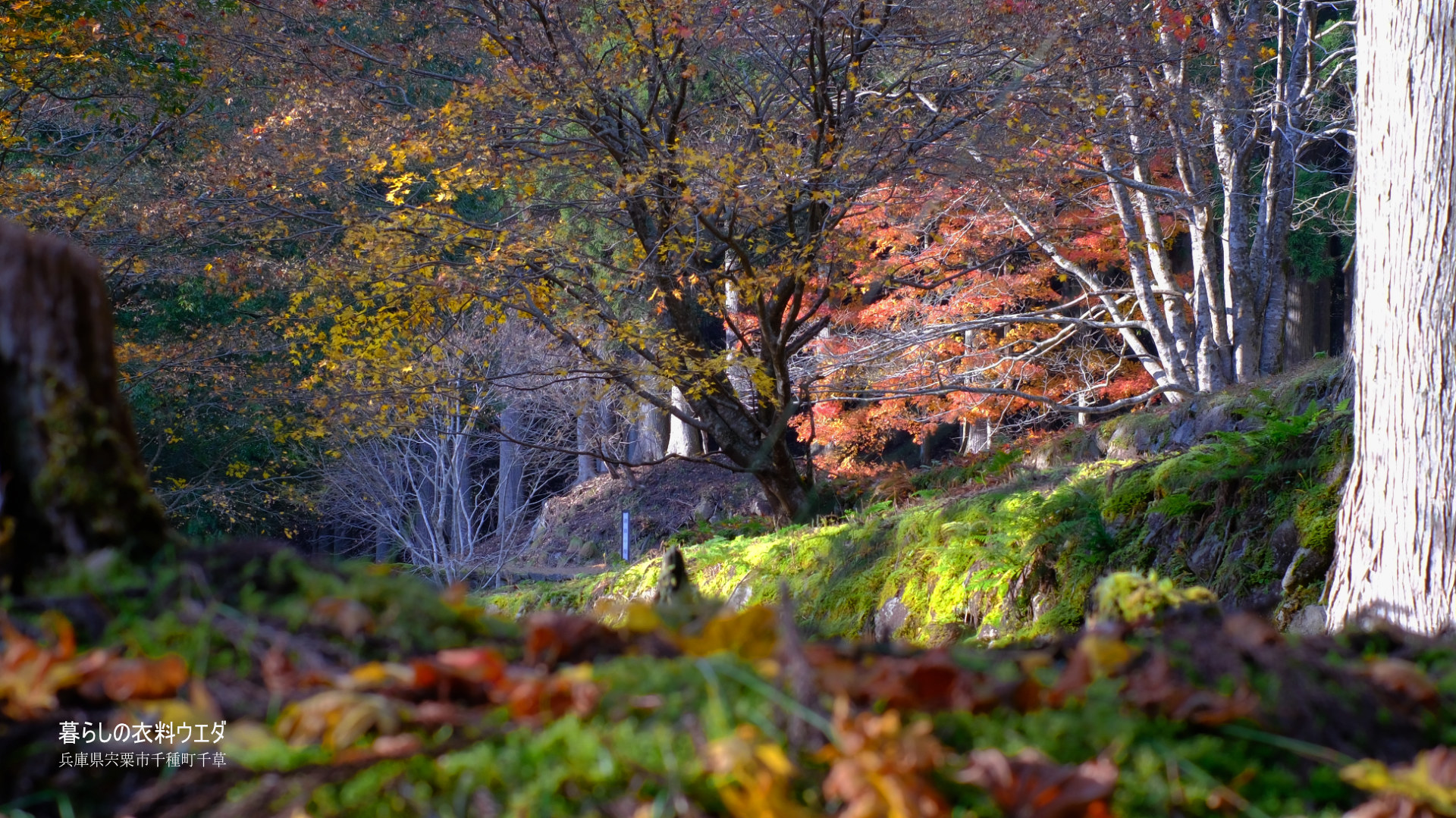 FUJIFILM【富士フイルム】X-T5・XF35mm F1.4 R・XF14mmF2.8 R・ベルビア 作例「いろんな紅葉」　miss
