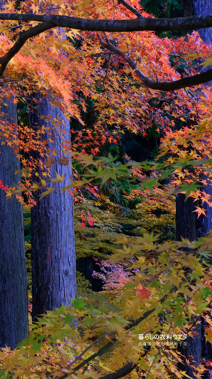 FUJIFILM 富士フイルム X-T5＆XF35mm F1.4 R　紅葉の作例　ベルビア
